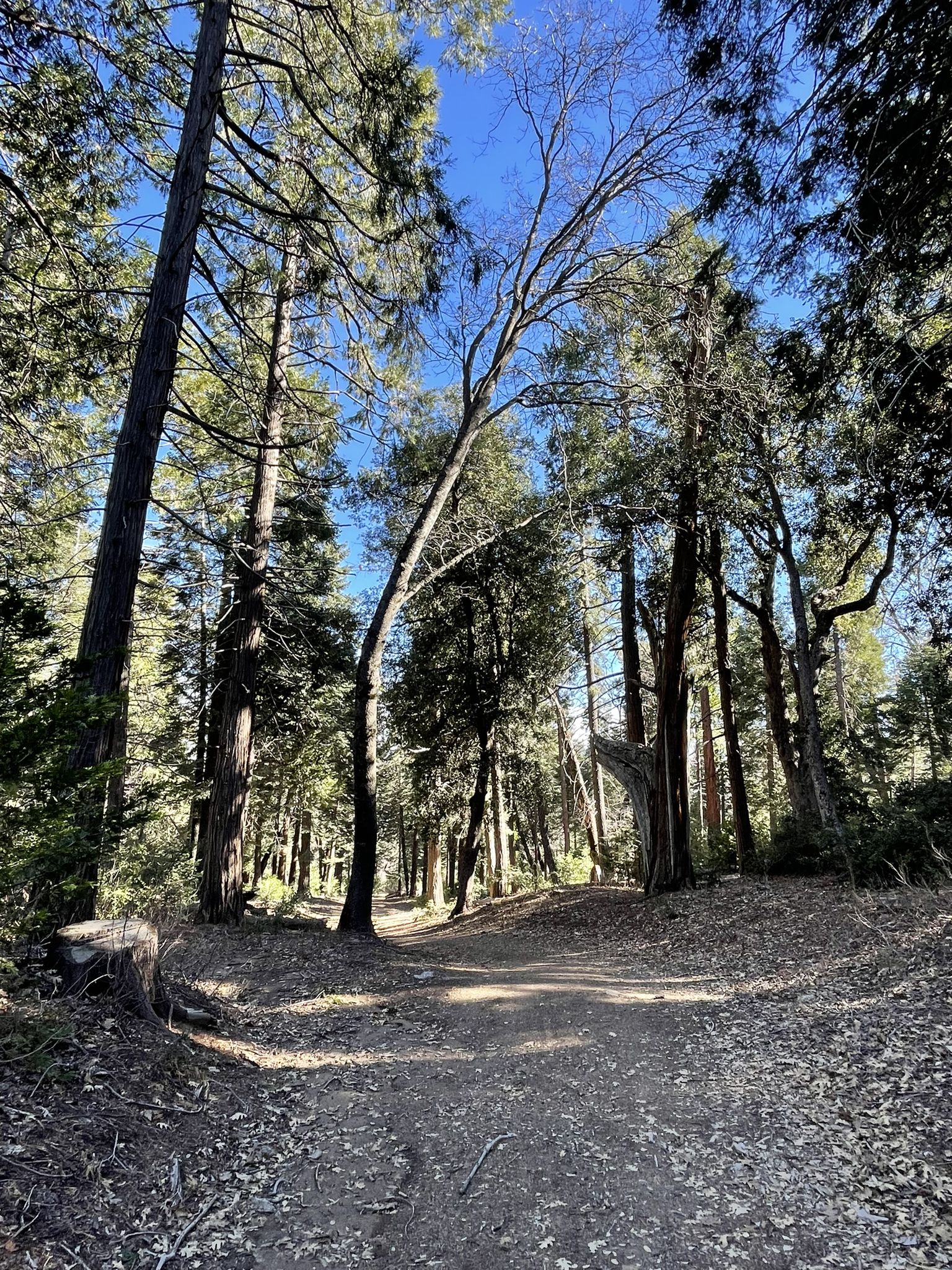 A sun-dappled dirt path winds through a tall, dense forest. - Thunder Spring and Chimney Flats Loop
