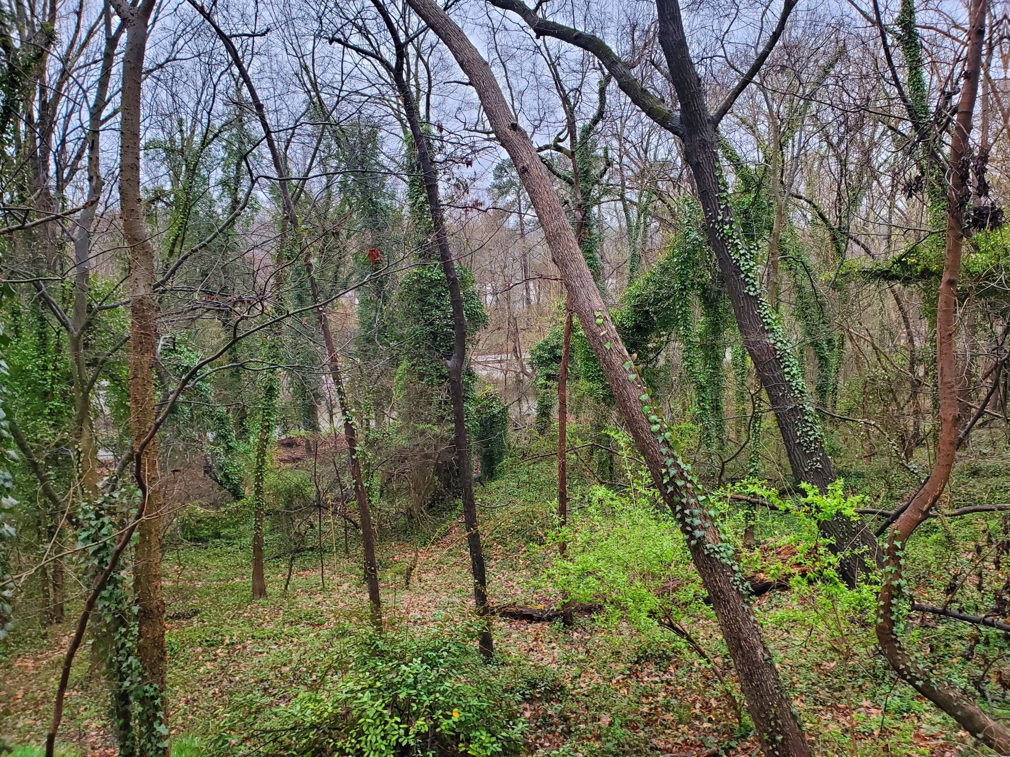 Dense forest with many bare trees and green ivy covering ground and trunks. - Pump House Park – Maymont Park loop from Bon Air