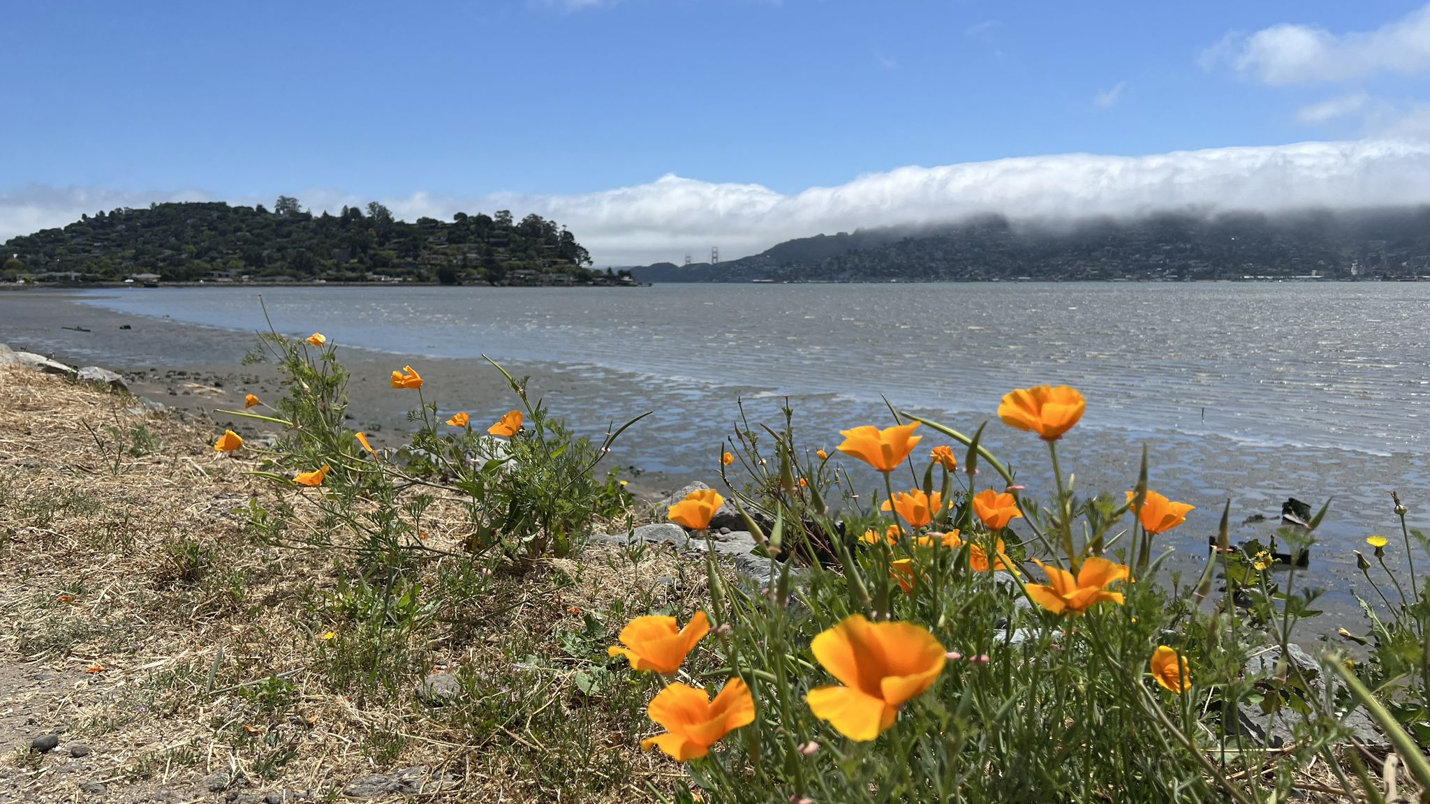 Orange flowers bloom along a shoreline with water and distant fog-covered hills. - Sausalito, Tiburon, Paradise Cay Loop
