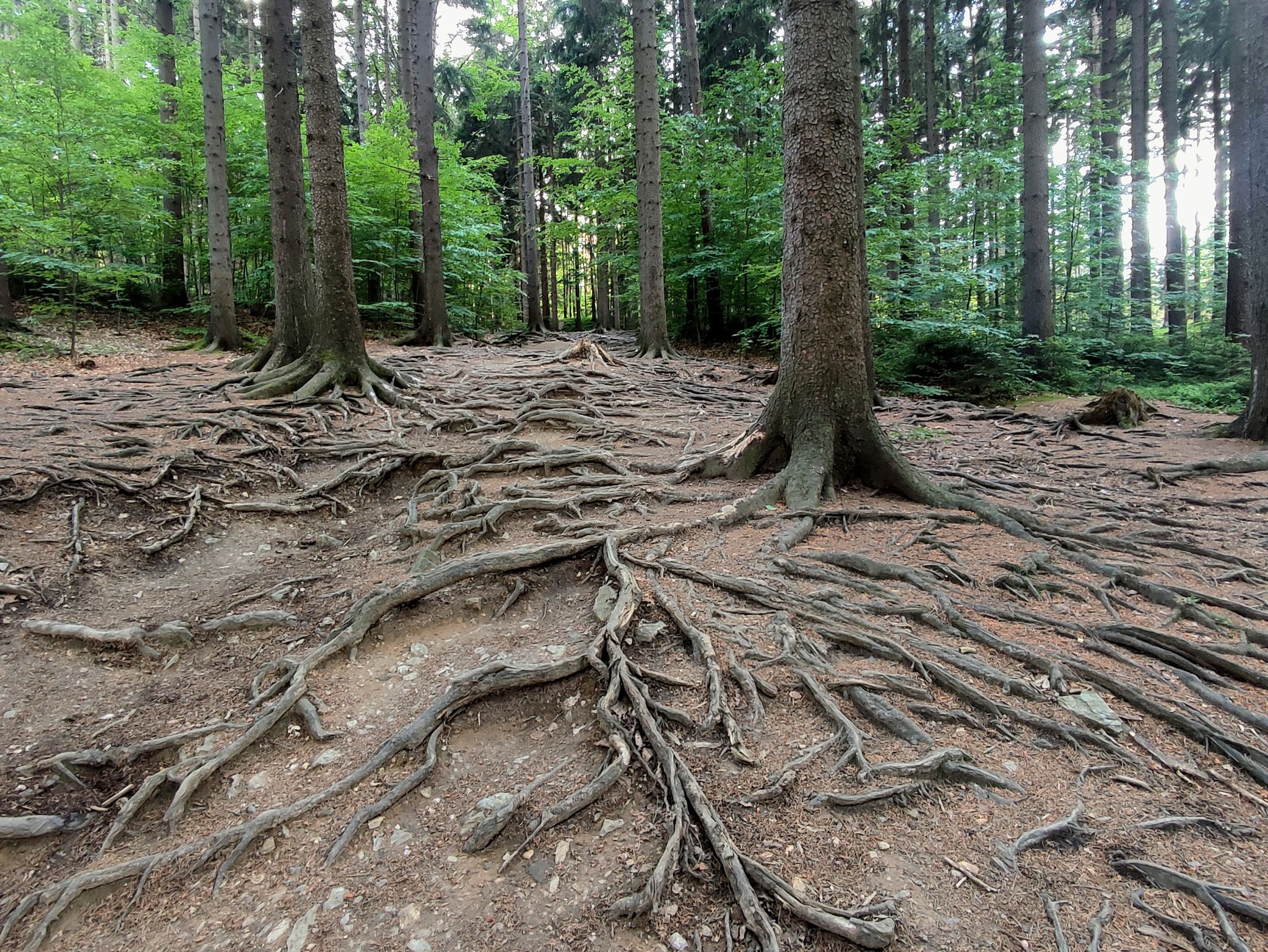 Wurzelpfad