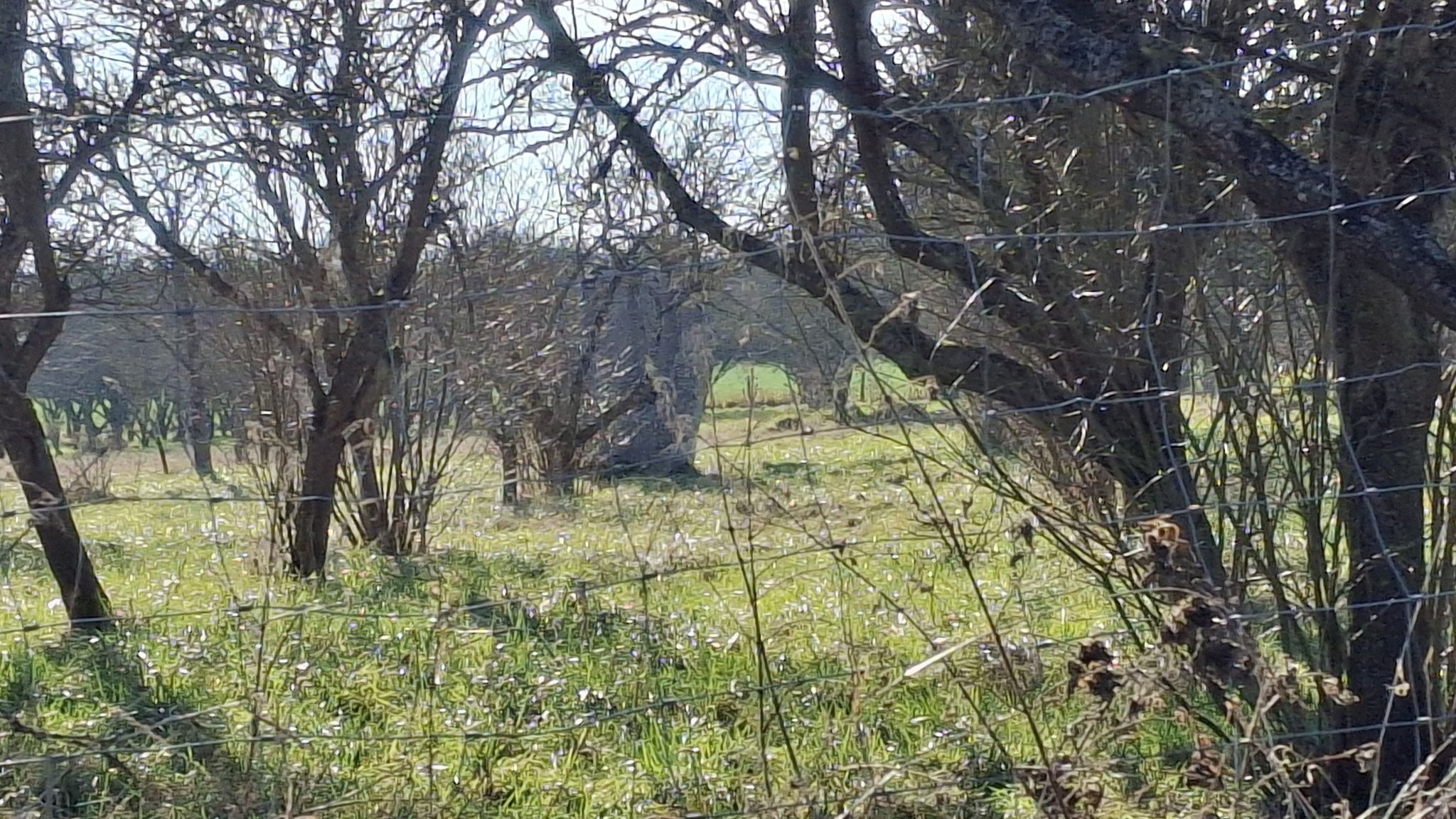 notre Carnac