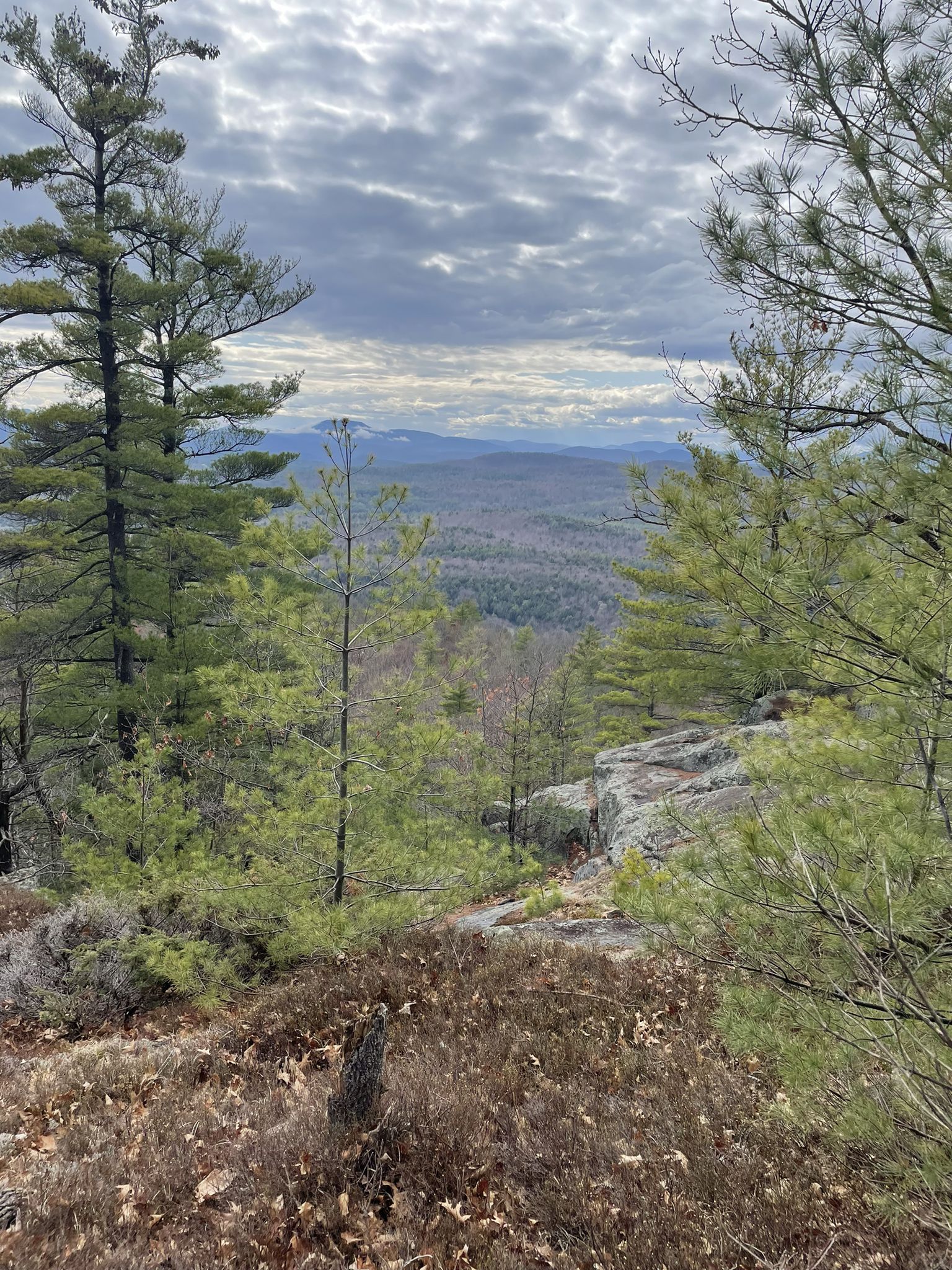 Pine trees frame a distant forested valley and mountain range. - Cat and Thomas Mountain Loop