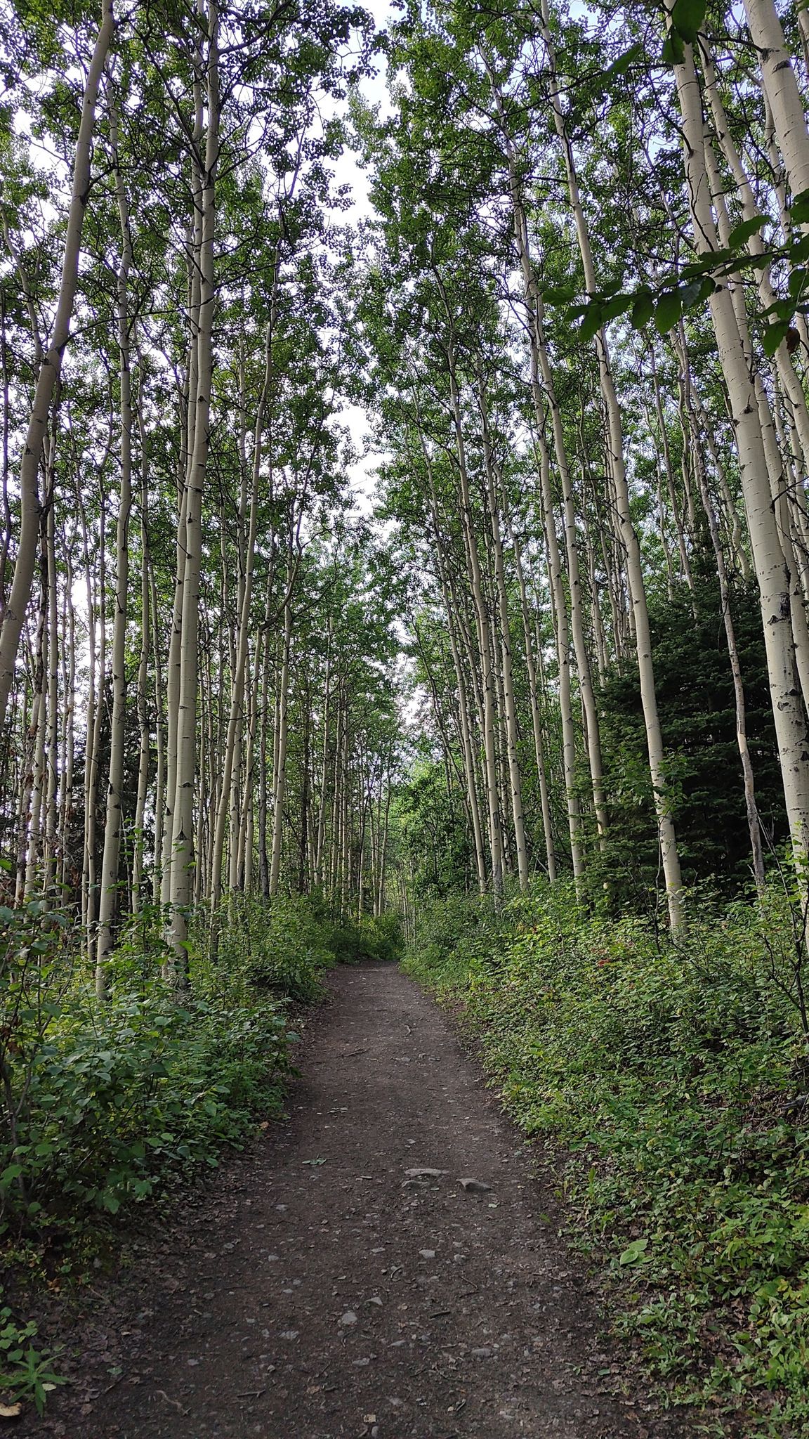 A narrow dirt path winds through a dense forest of tall, slender trees. - Twin Peaks Trail