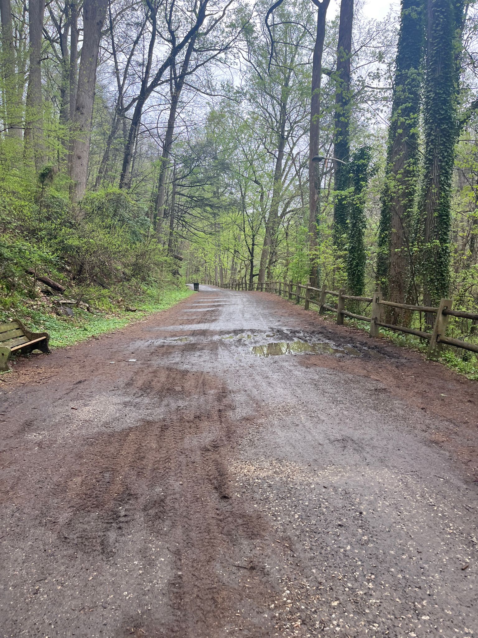 Muddy dirt path through green forest, puddles, wooden fence, overcast. - Wissahickon Orange Trail, White Trail, and Forbidden Drive Loop