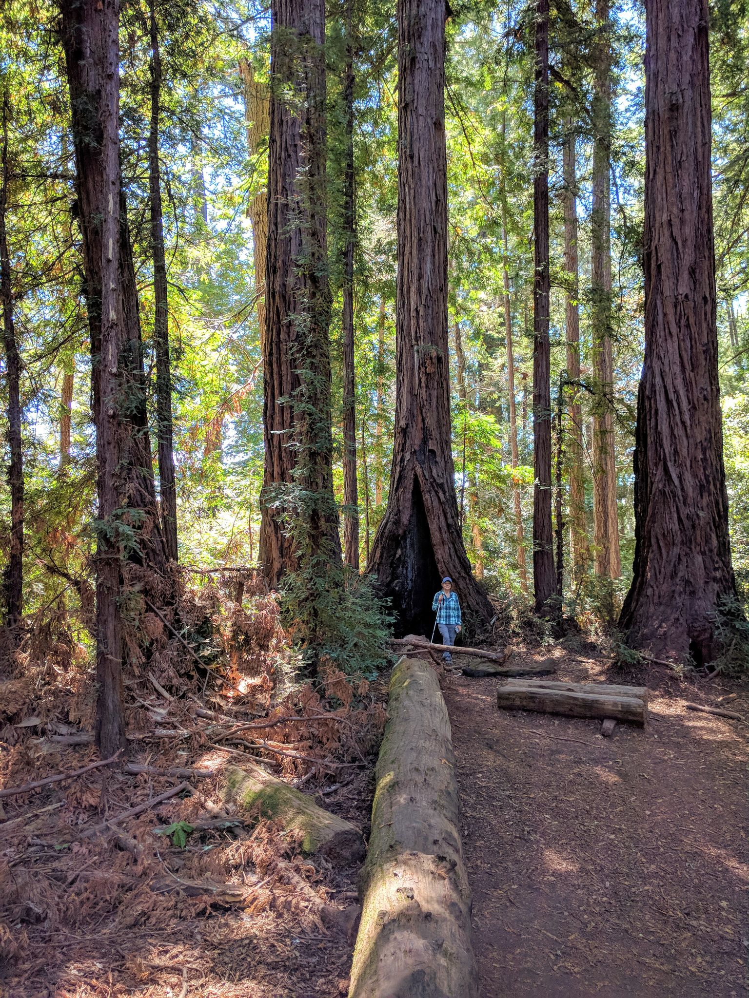 Person standing inside a giant hollow tree trunk in a sunlit forest. - Rincon Fire Road and Big Rock Hole Trail Loop