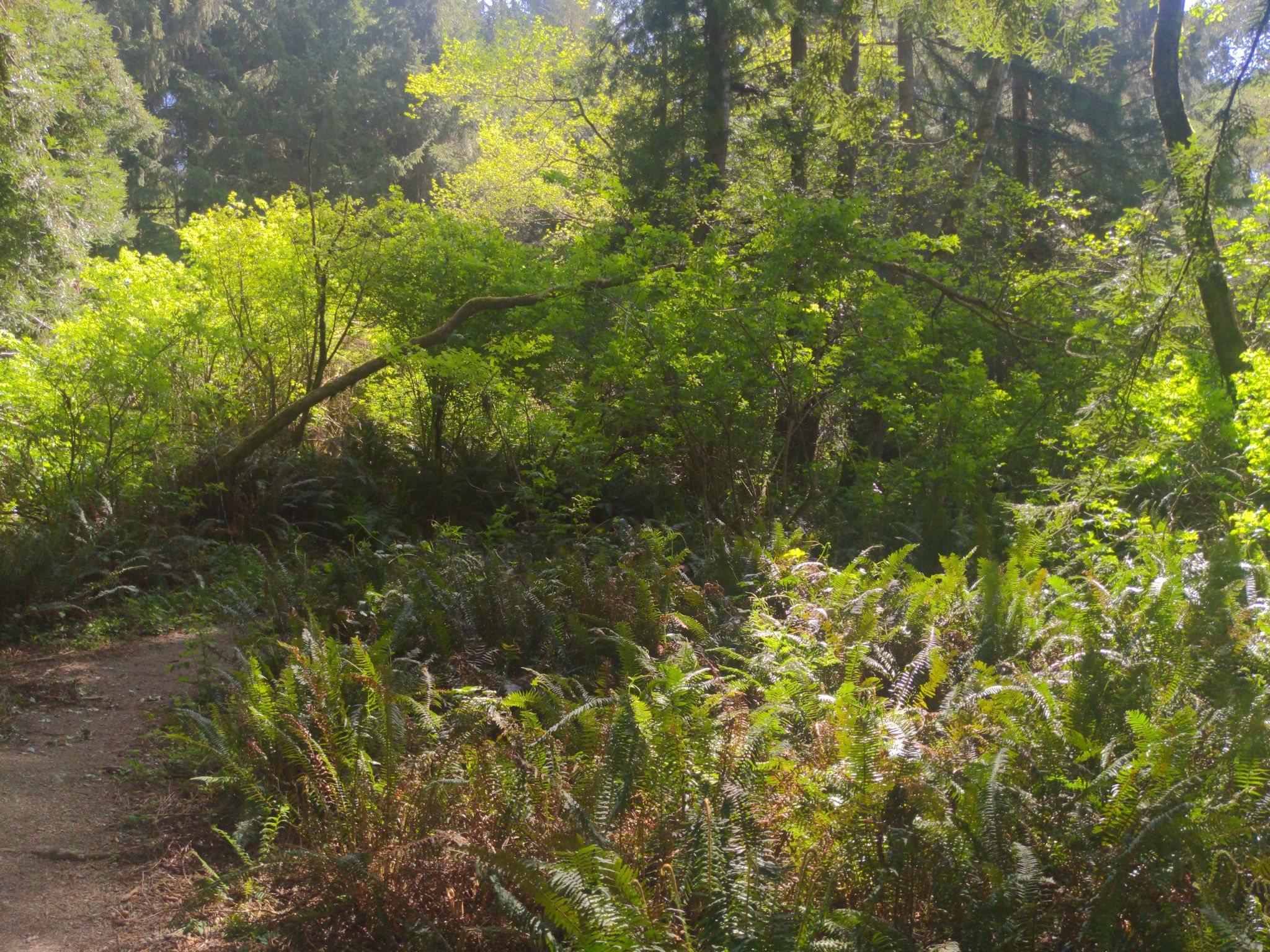 Sunny forest floor covered in vibrant green ferns and dense undergrowth. - Arcata Ridge Trail – Arcata Community Forest loop from Arcata