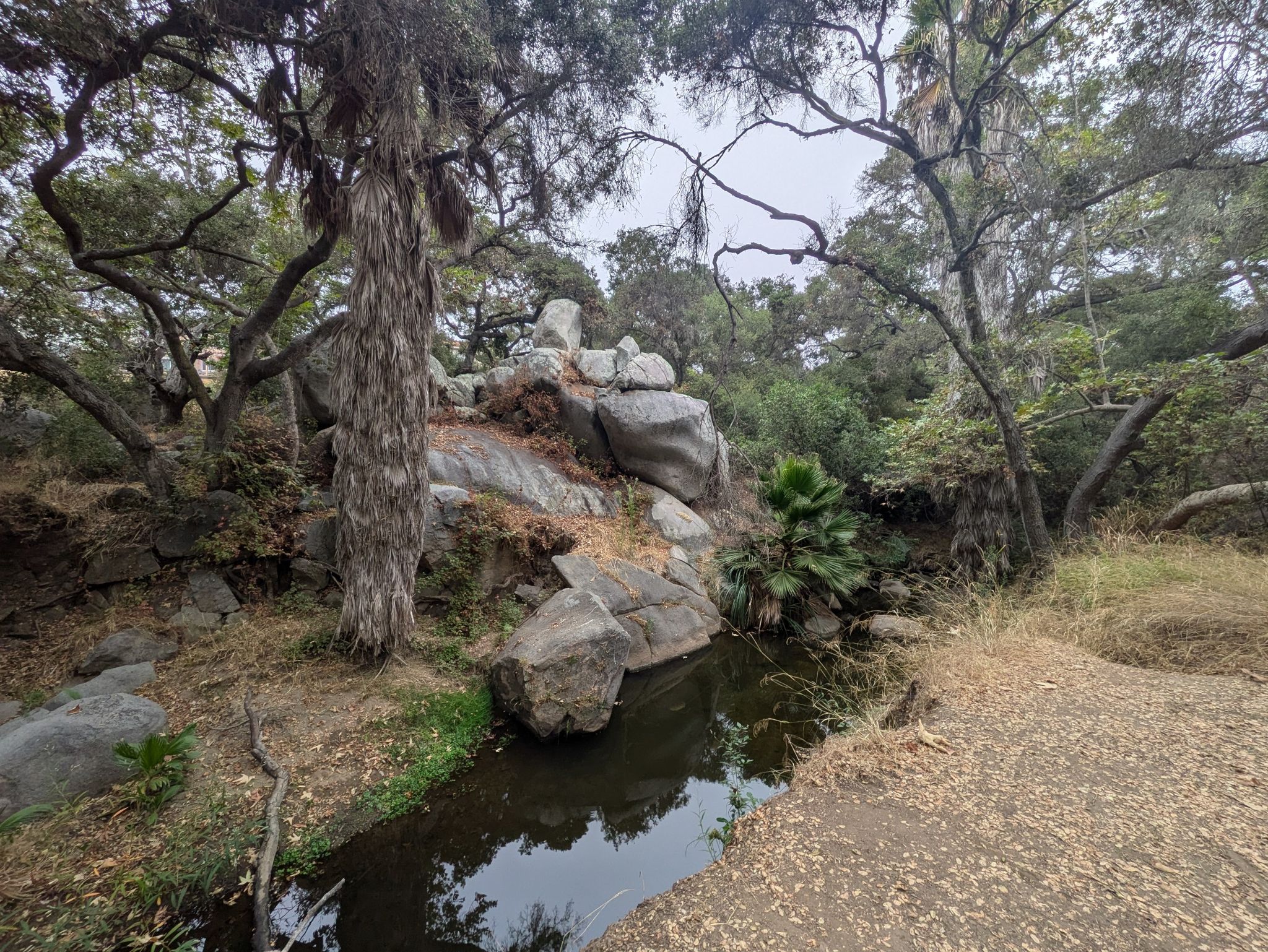 A dark stream flows past large rocks and trees under an overcast sky. - Buena Vista Park Loop