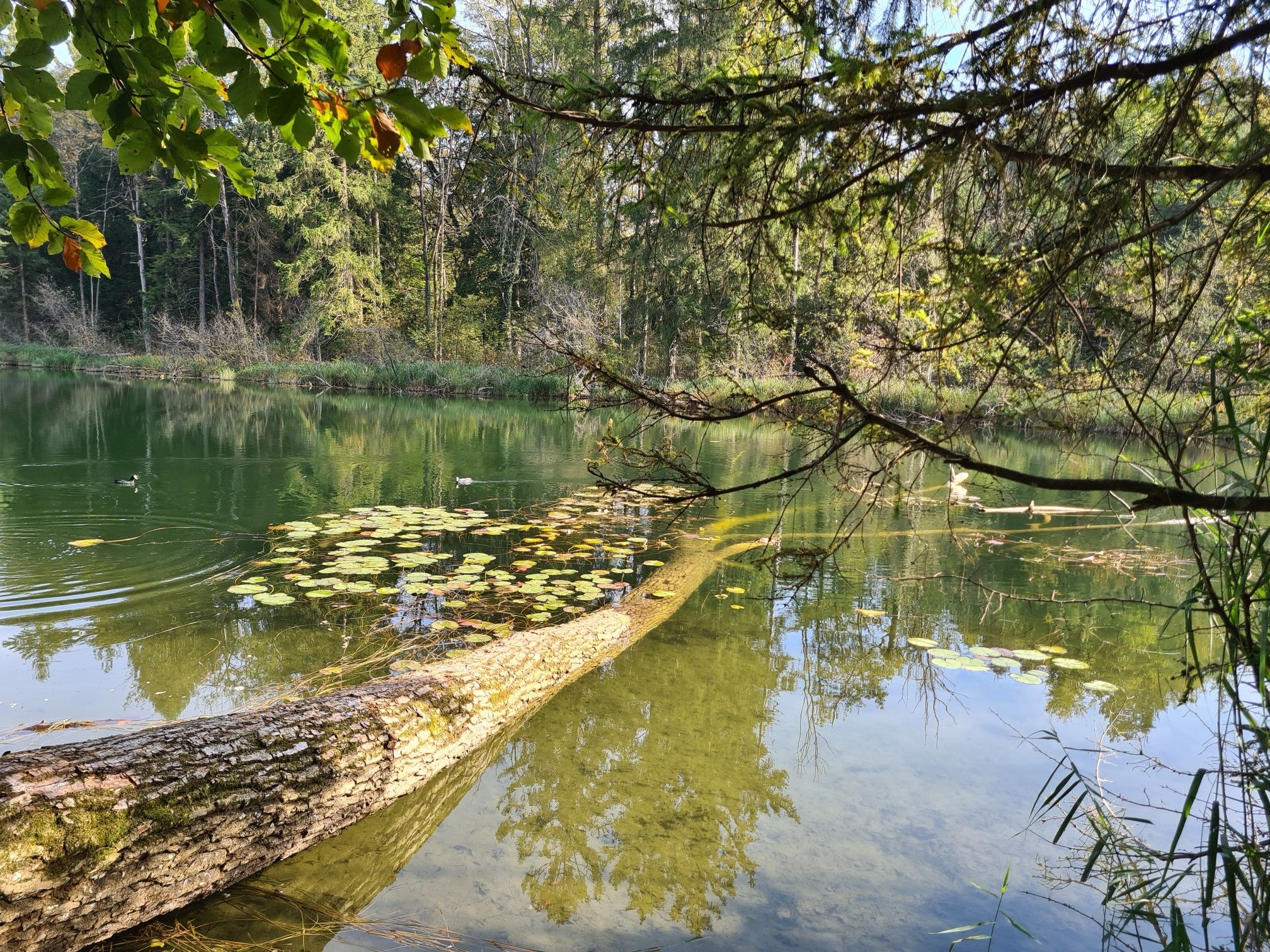 Weiher bei der Waldhütte Worben