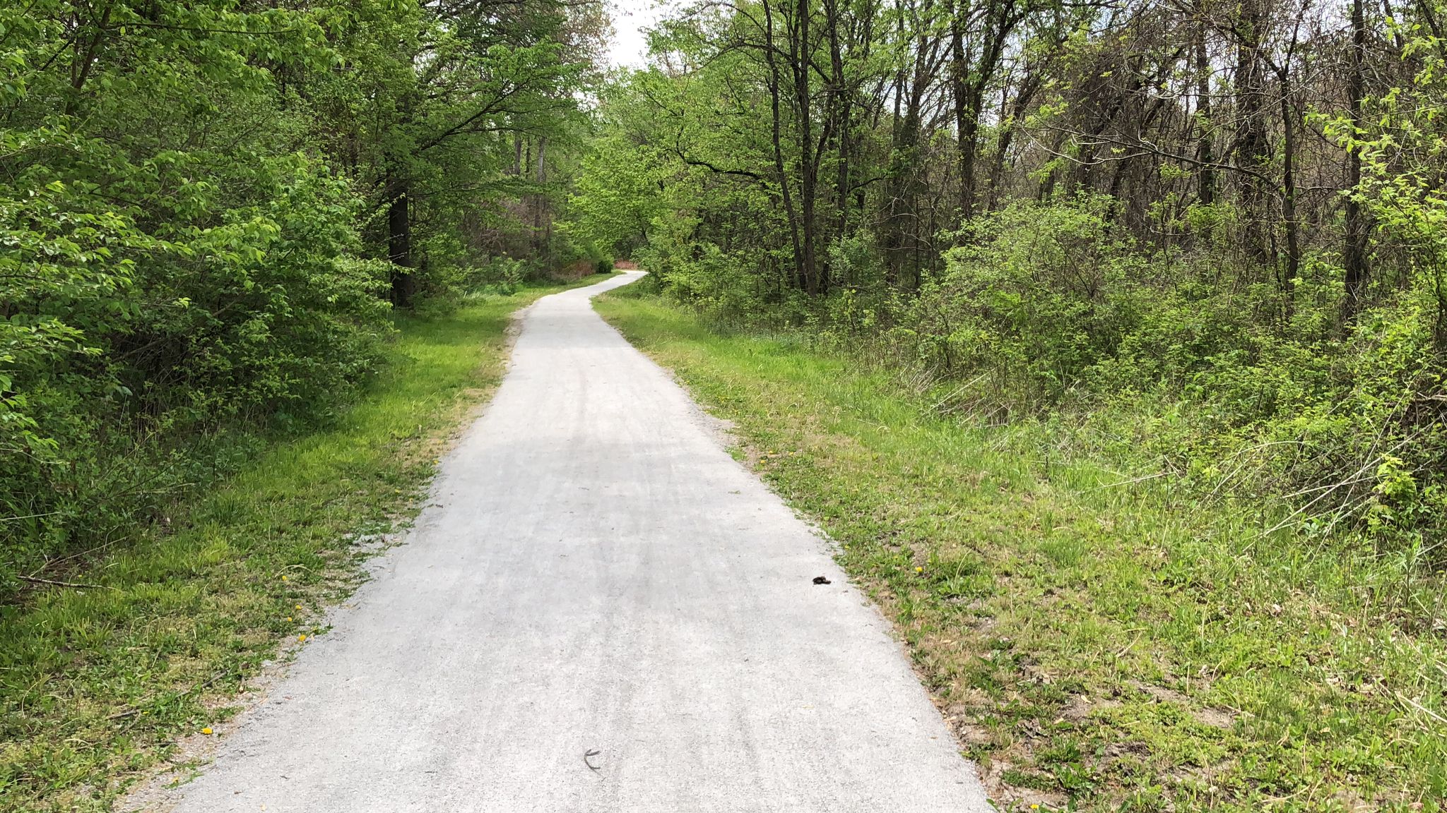 A winding gravel path through a lush green forest on a bright day. - Rock Island Trail and Pleasant Hill Lake Loop