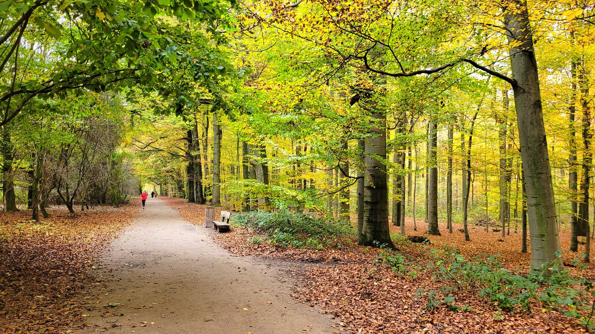 Herbst + Wald = Herrlich