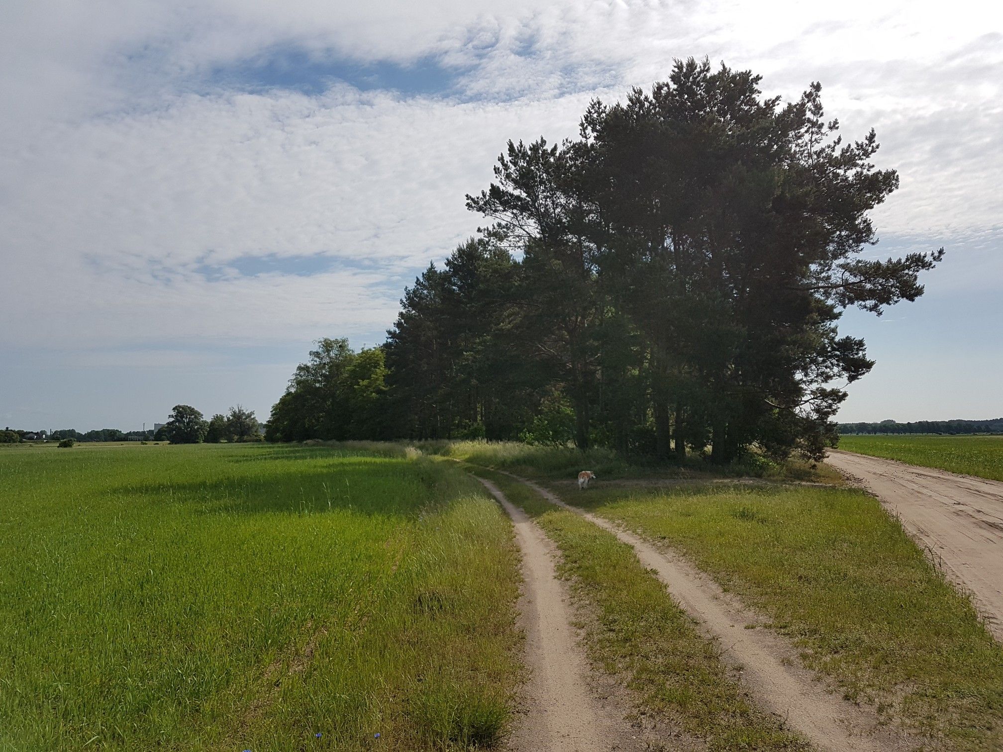 Las nad rzeką. 