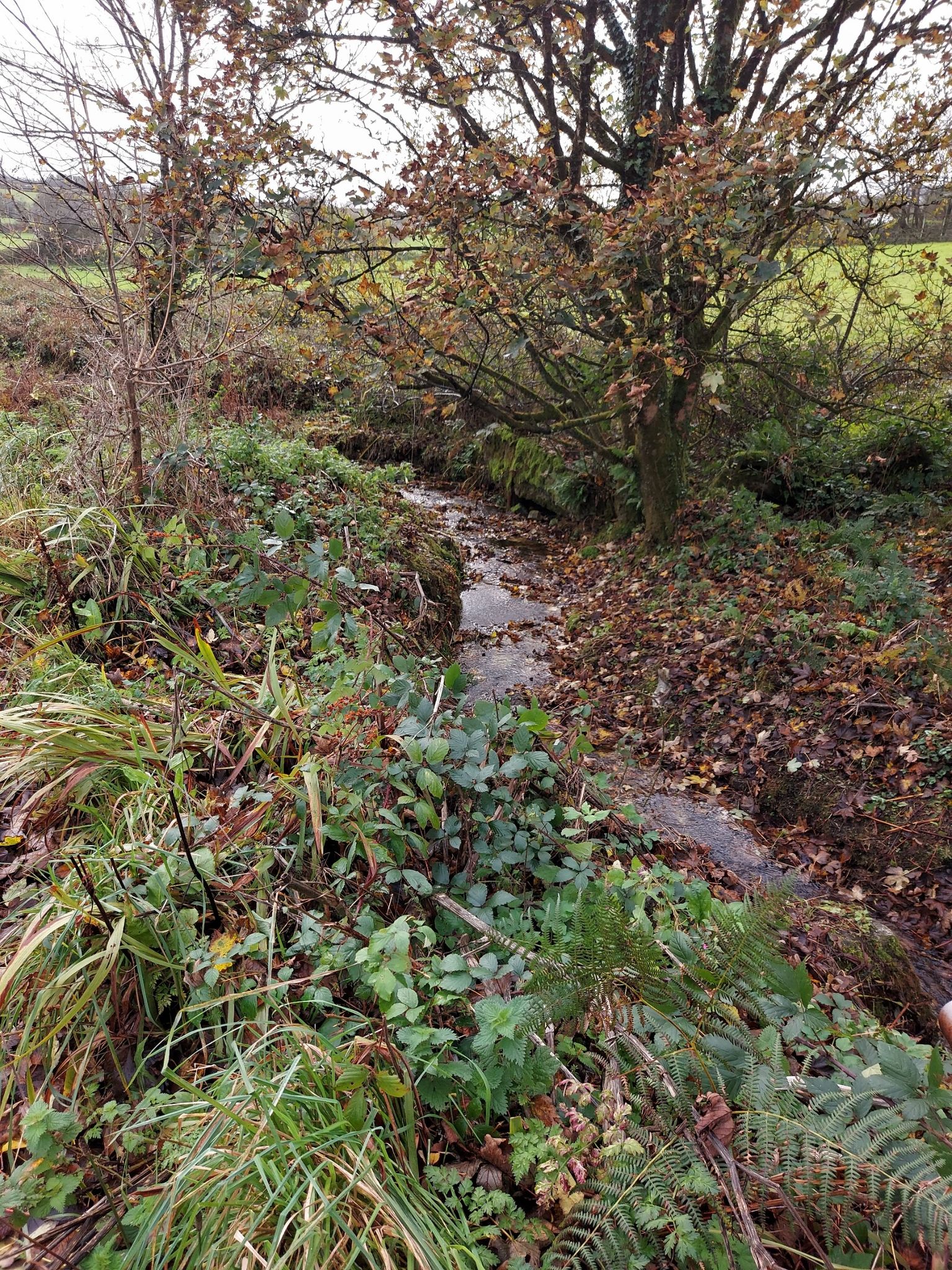 Stream by footpath