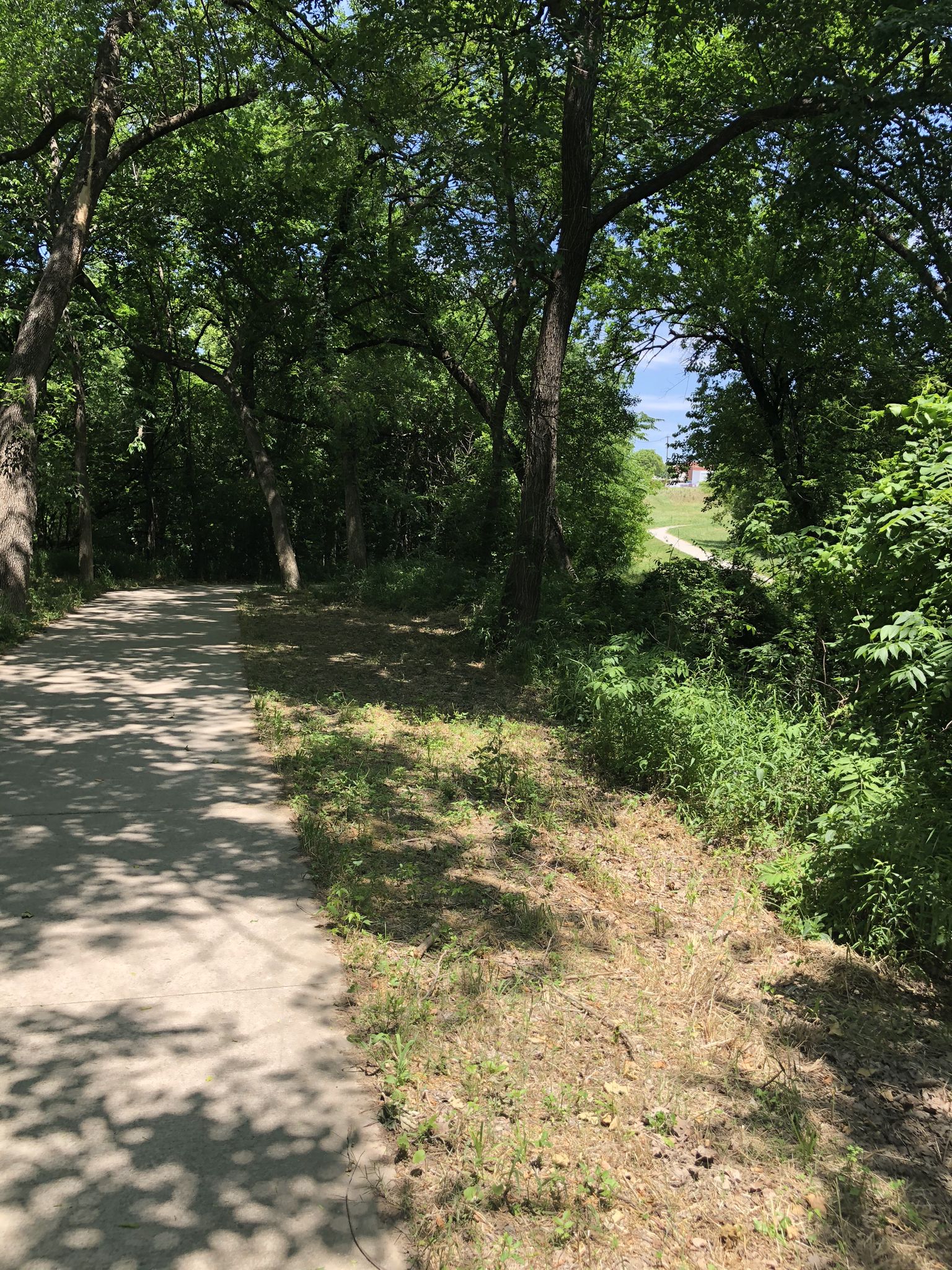 Sunny paved path winding through a dense green forest with dappled light. - Bonnie Wenk Nature Trail