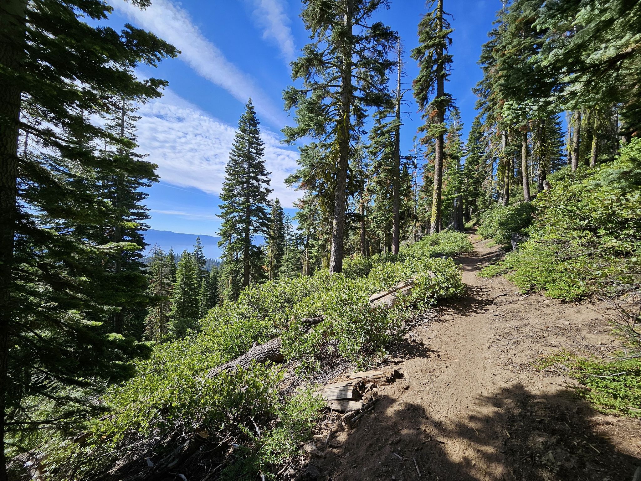 A sunlit dirt trail winds through a dense forest with tall trees. - Tahoe Rim Trail: Brockway Summit to Gold Star Peak