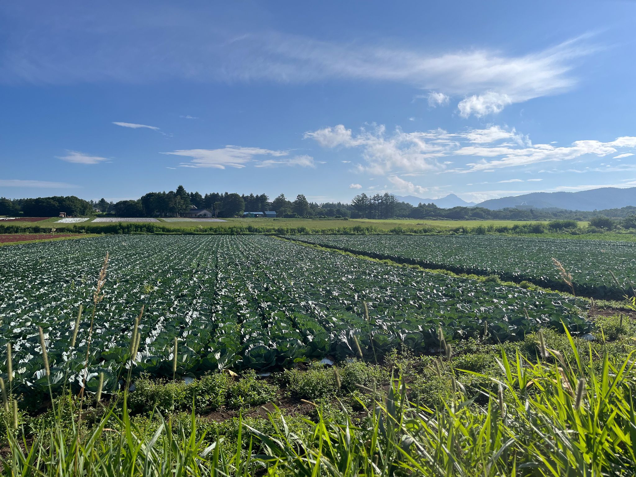 Highland vegetable fields