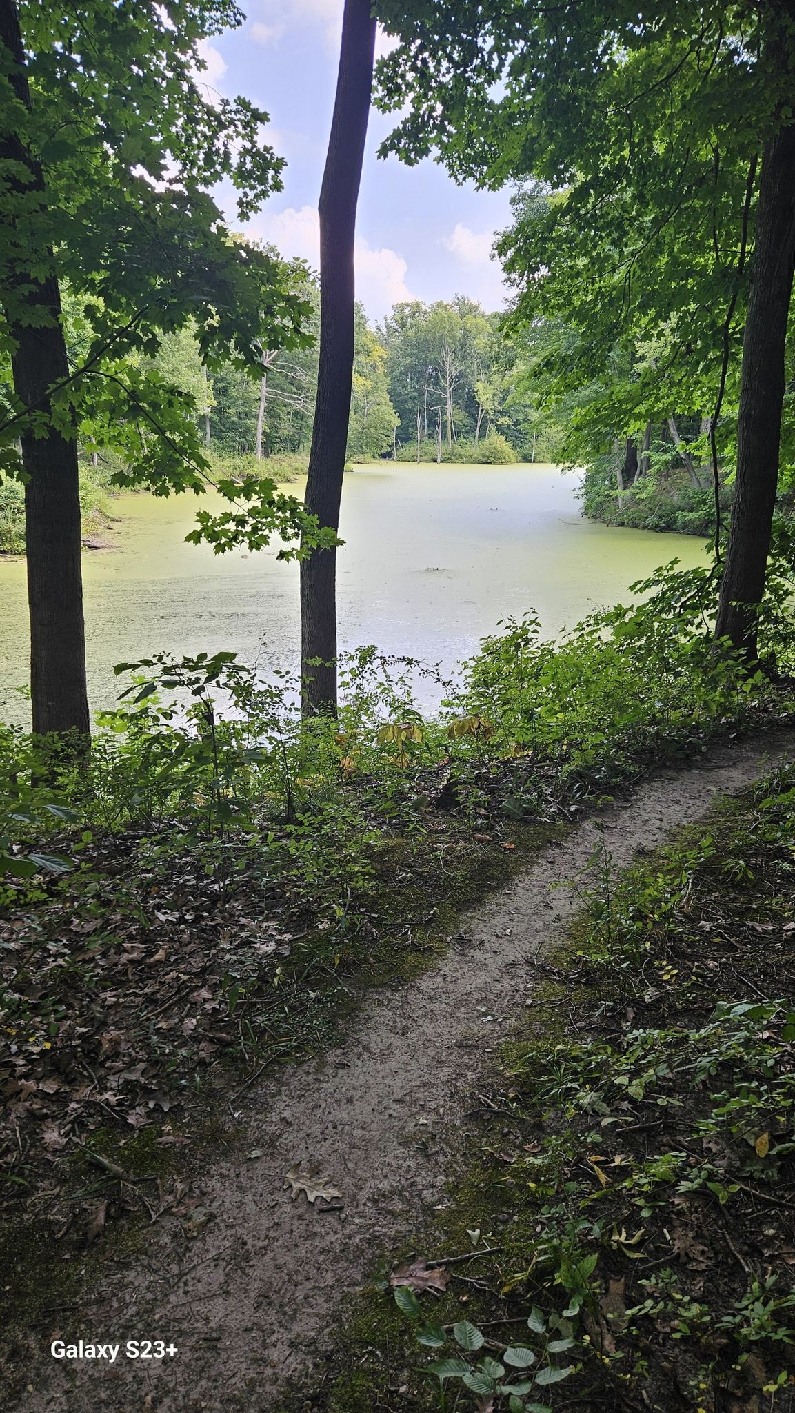 A dirt path descends through green trees towards an algae-covered pond on a sunny day. - Chikaming Township MTB Loop 3