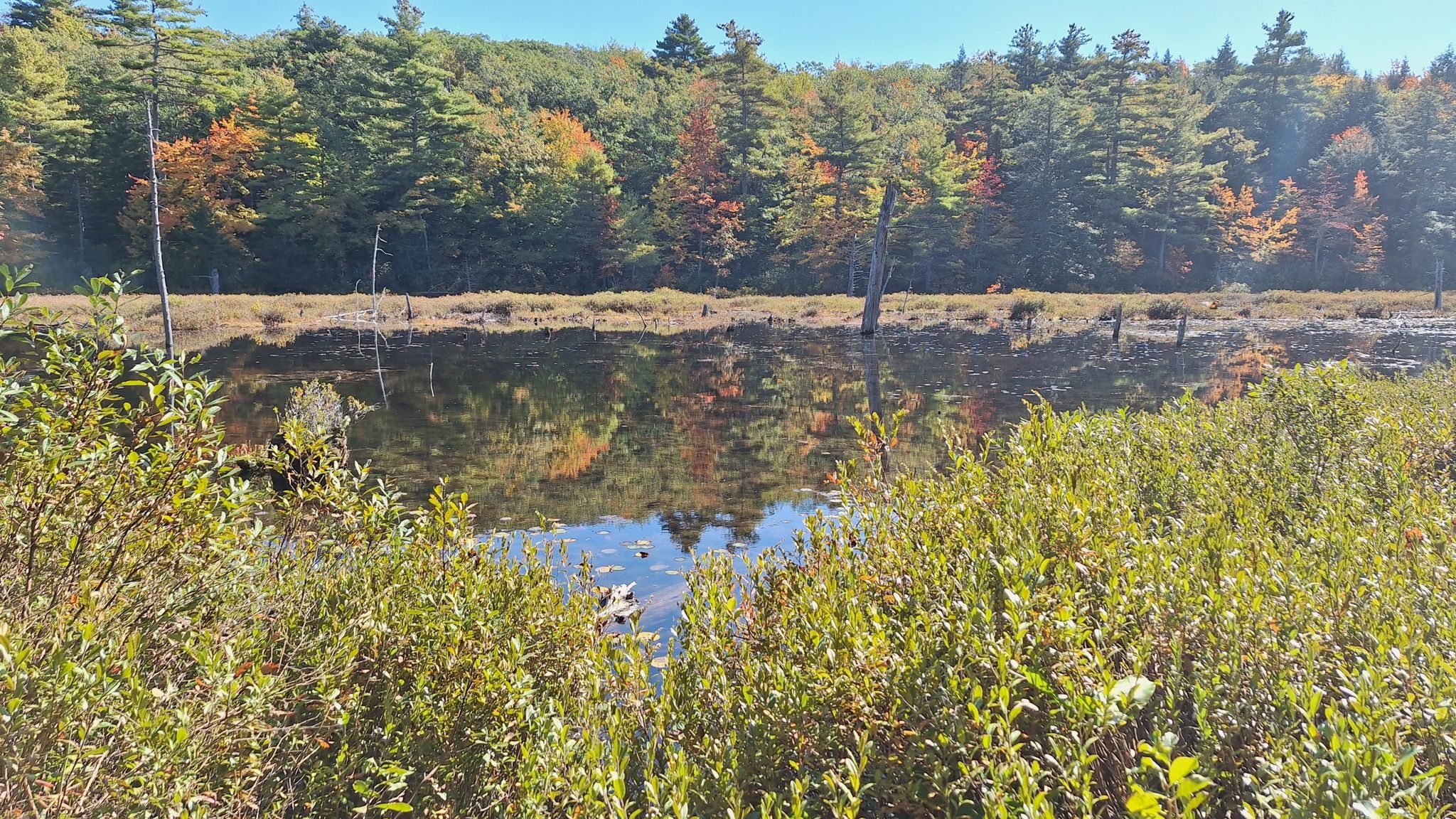 Still water reflects autumn trees and blue sky, with tall grasses foreground. - Nutting Hill – Stony Top loop from Mount Watatic Reservation