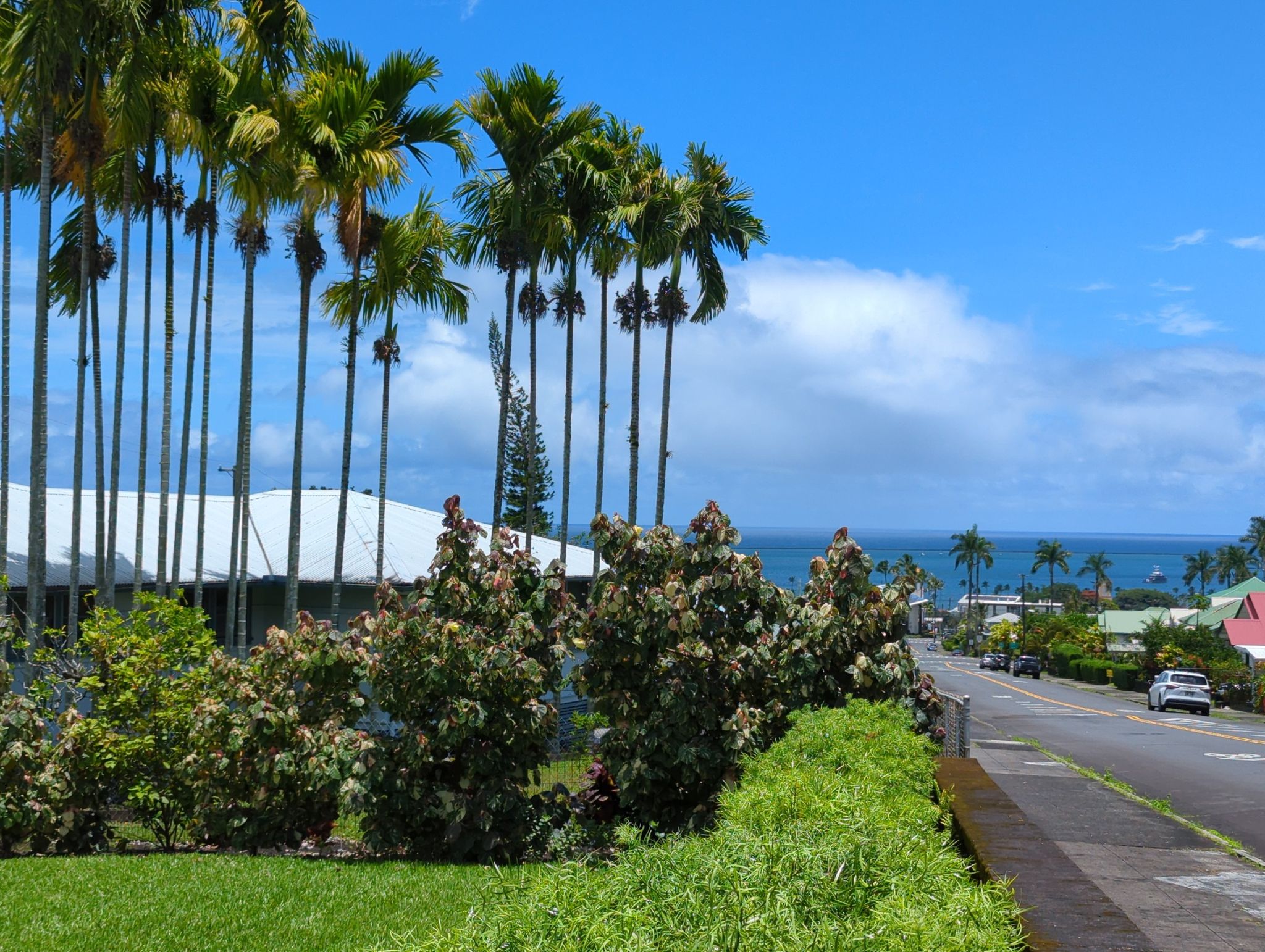 Tall palm trees overlook houses, a road, and the bright blue ocean. - Hilo to Maunakea Visitor Information Station