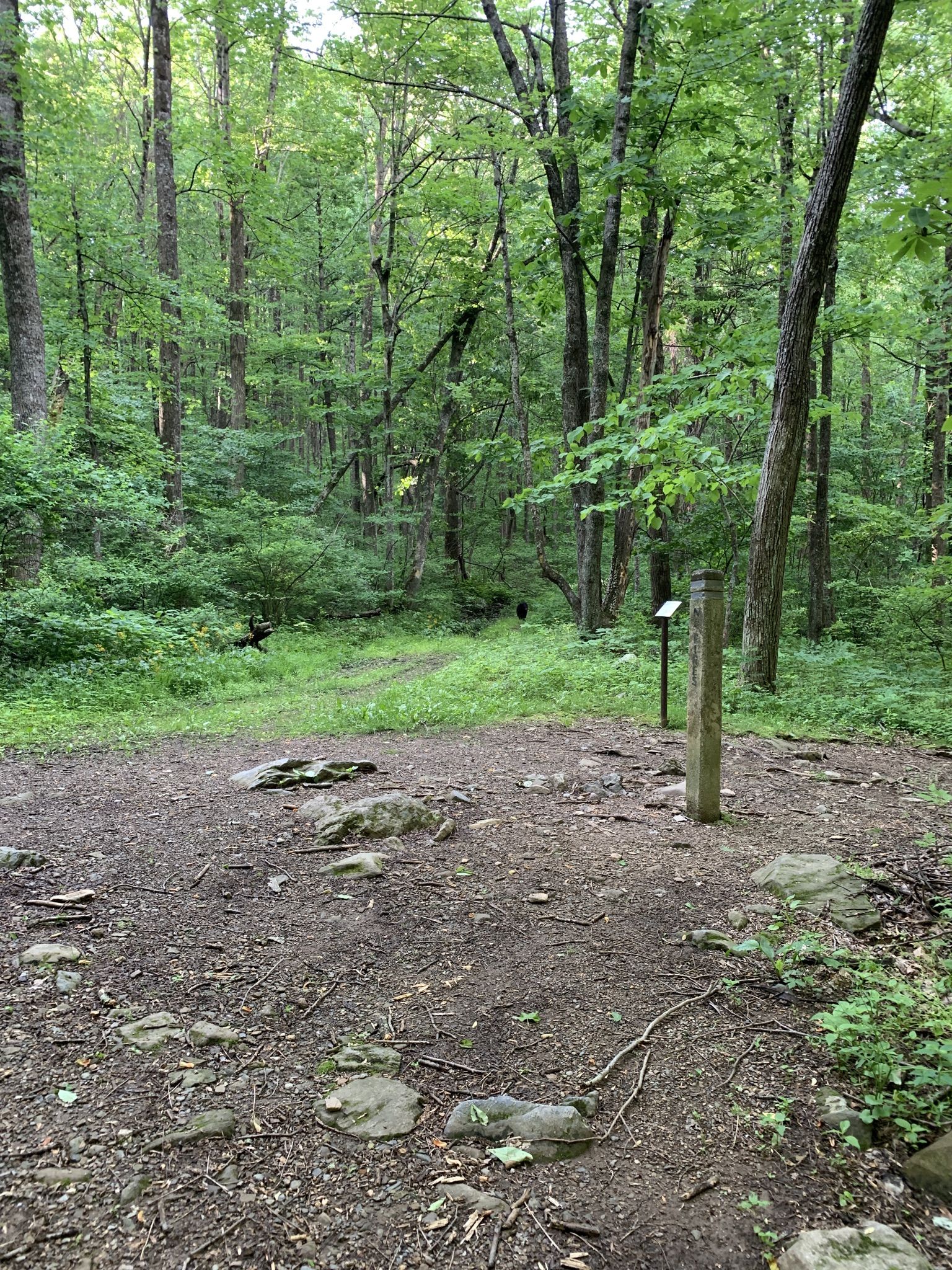 Dirt path entering a lush green forest with a wooden trail marker. - Doyles River and Jones Run Loop