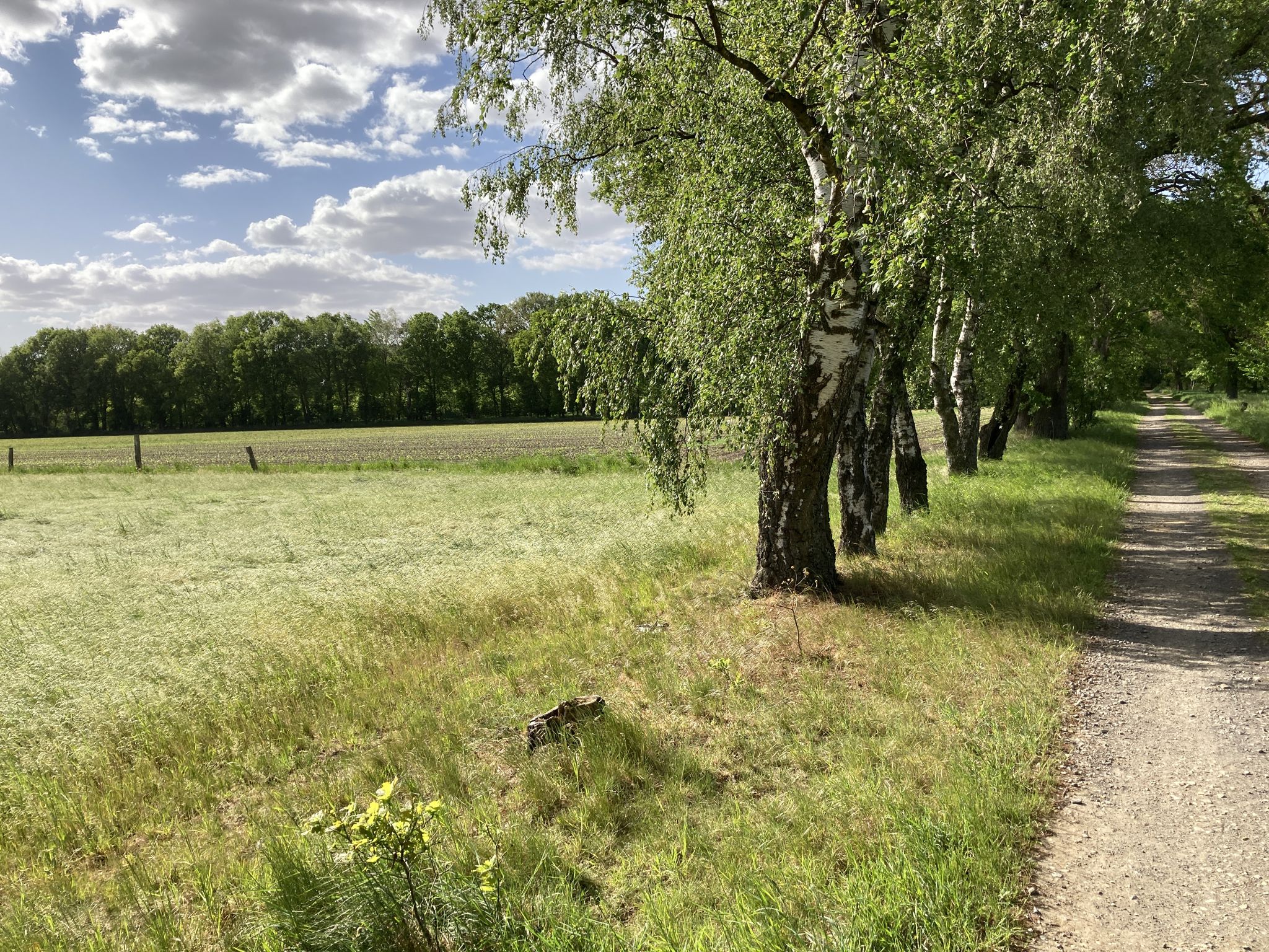 Birken und Sckhwalben
