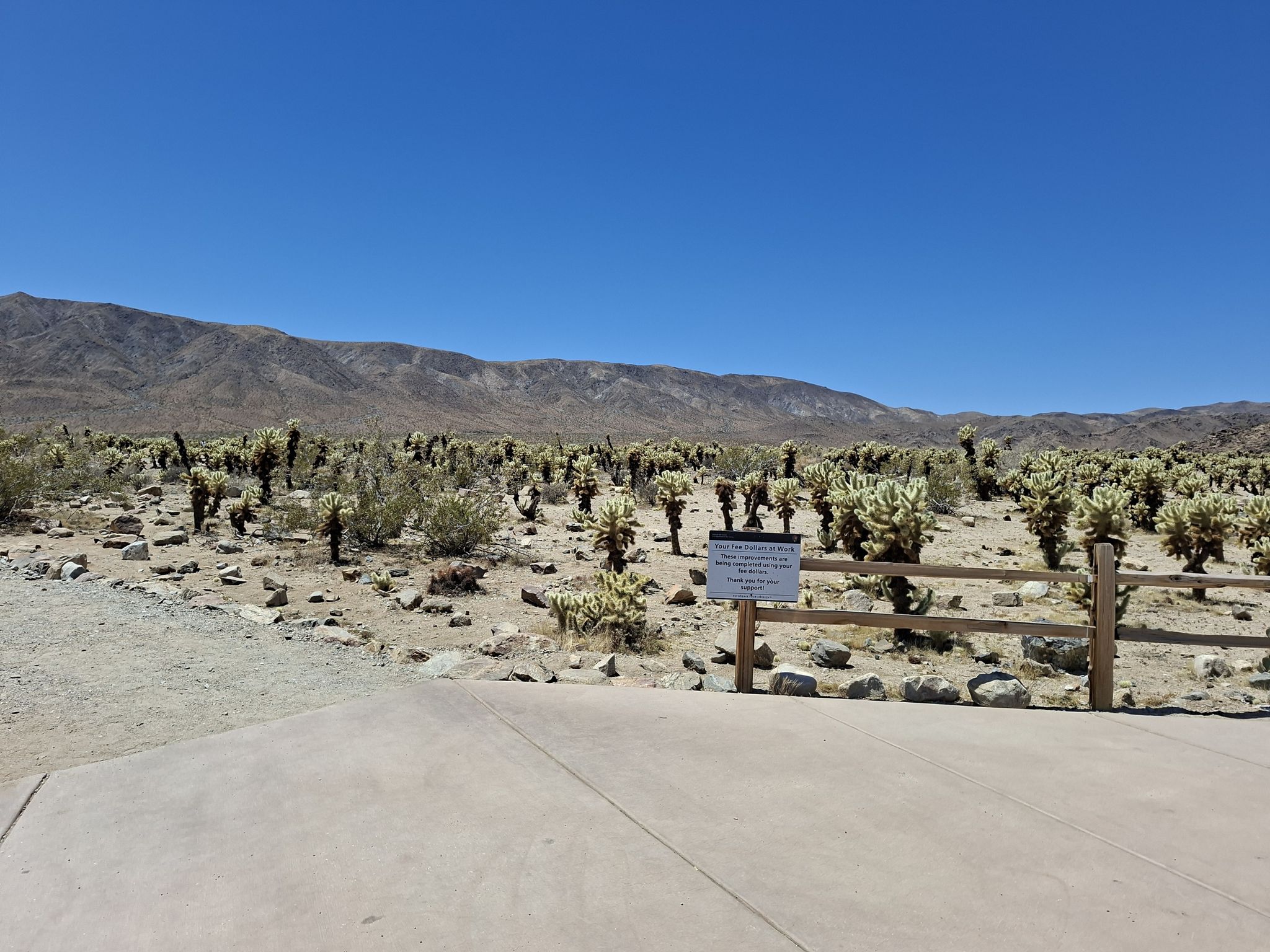 Cactusgarden