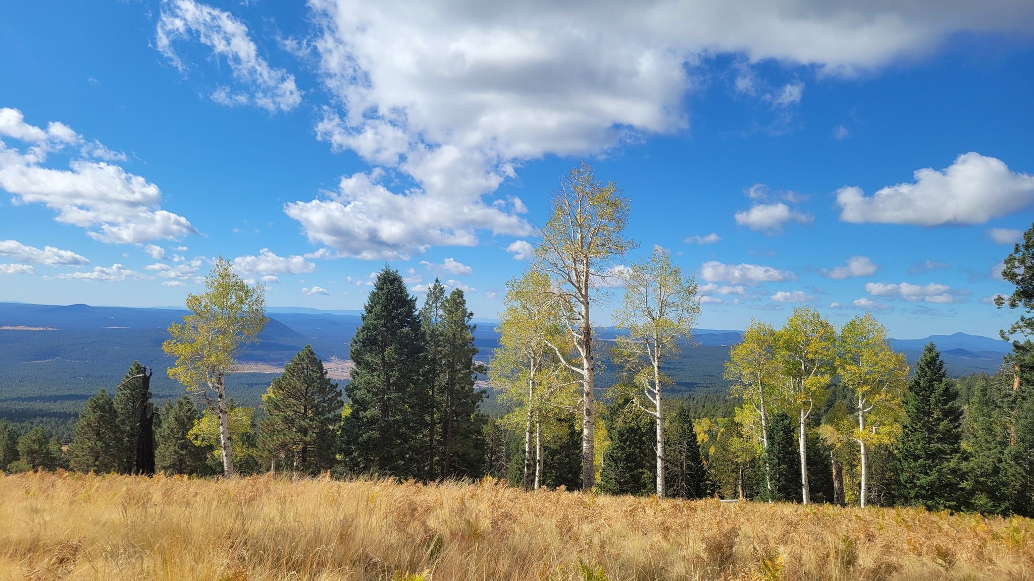 Sunny field with green and golden trees under a bright blue sky. - Humphreys Peak, Weatherford and Kachina Trail Loop