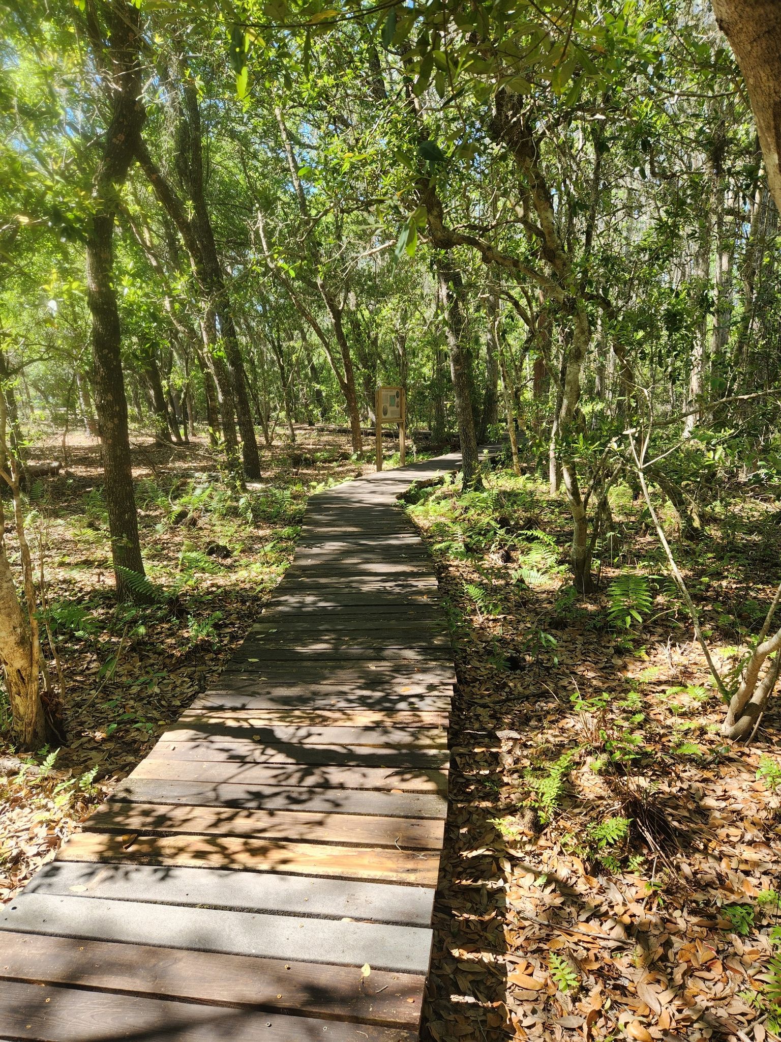 A wooden boardwalk winds through a sun-dappled, dense green forest. - Lake Louisa Nature Trail