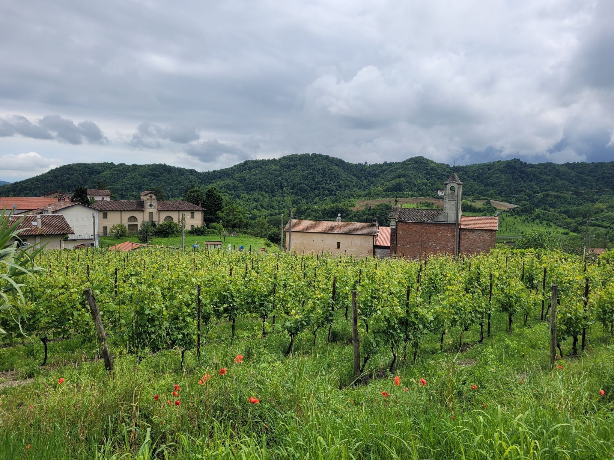 Wineyards 2