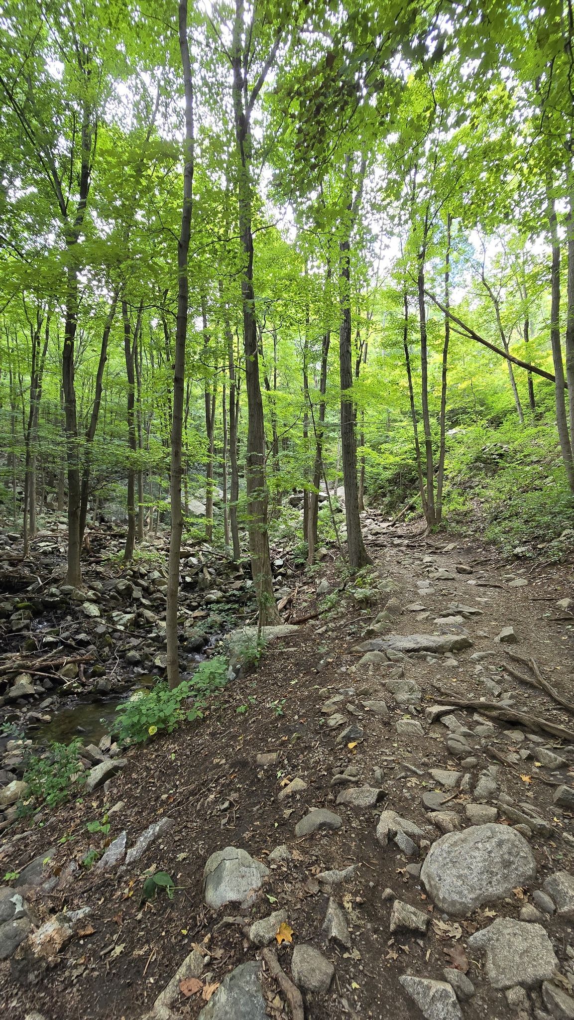 Rocky forest path next to a small stream, surrounded by green trees. - LeGrande Loop Trail