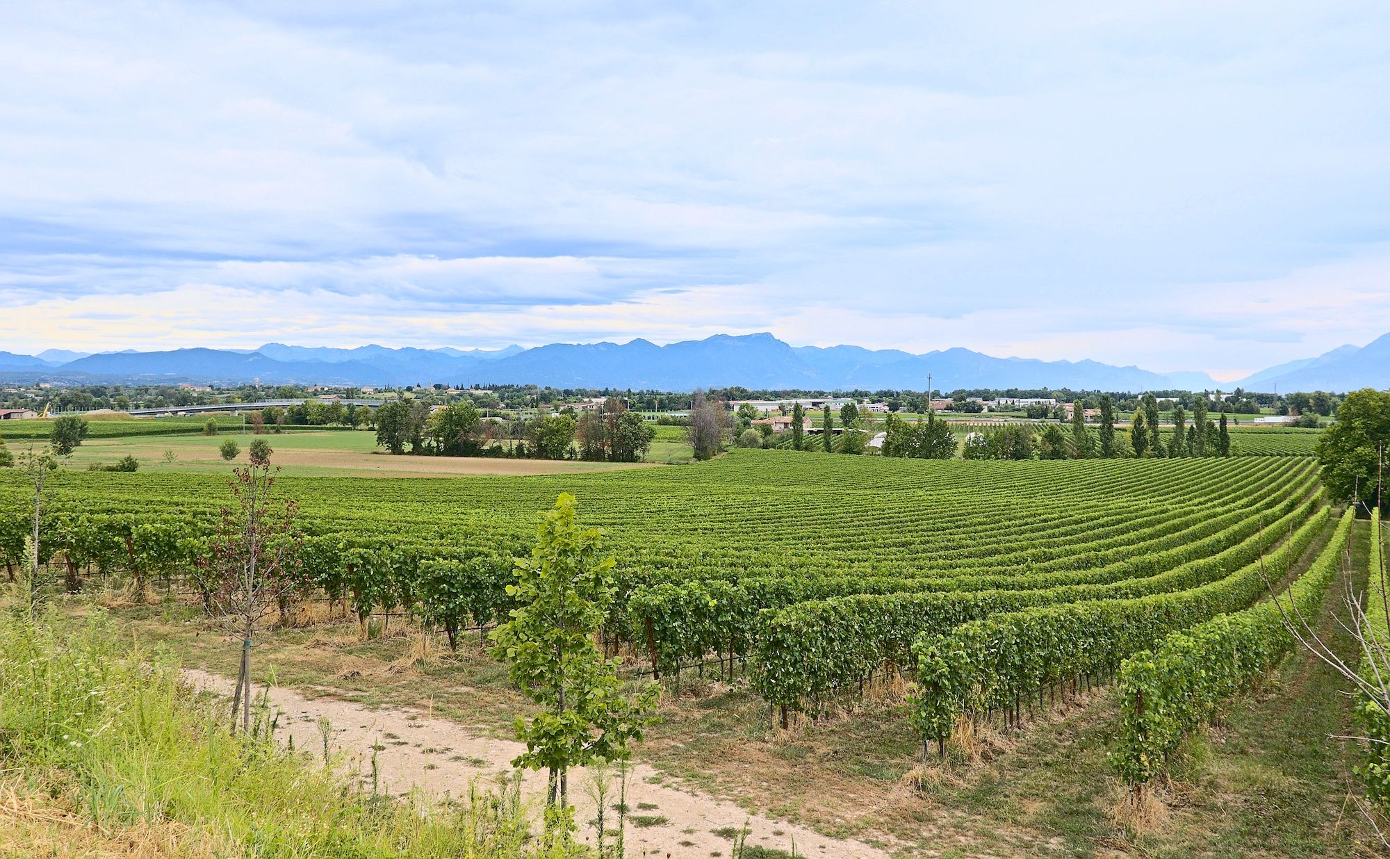 Blick über Weinfelder oberhalb von Desenzano del Garda