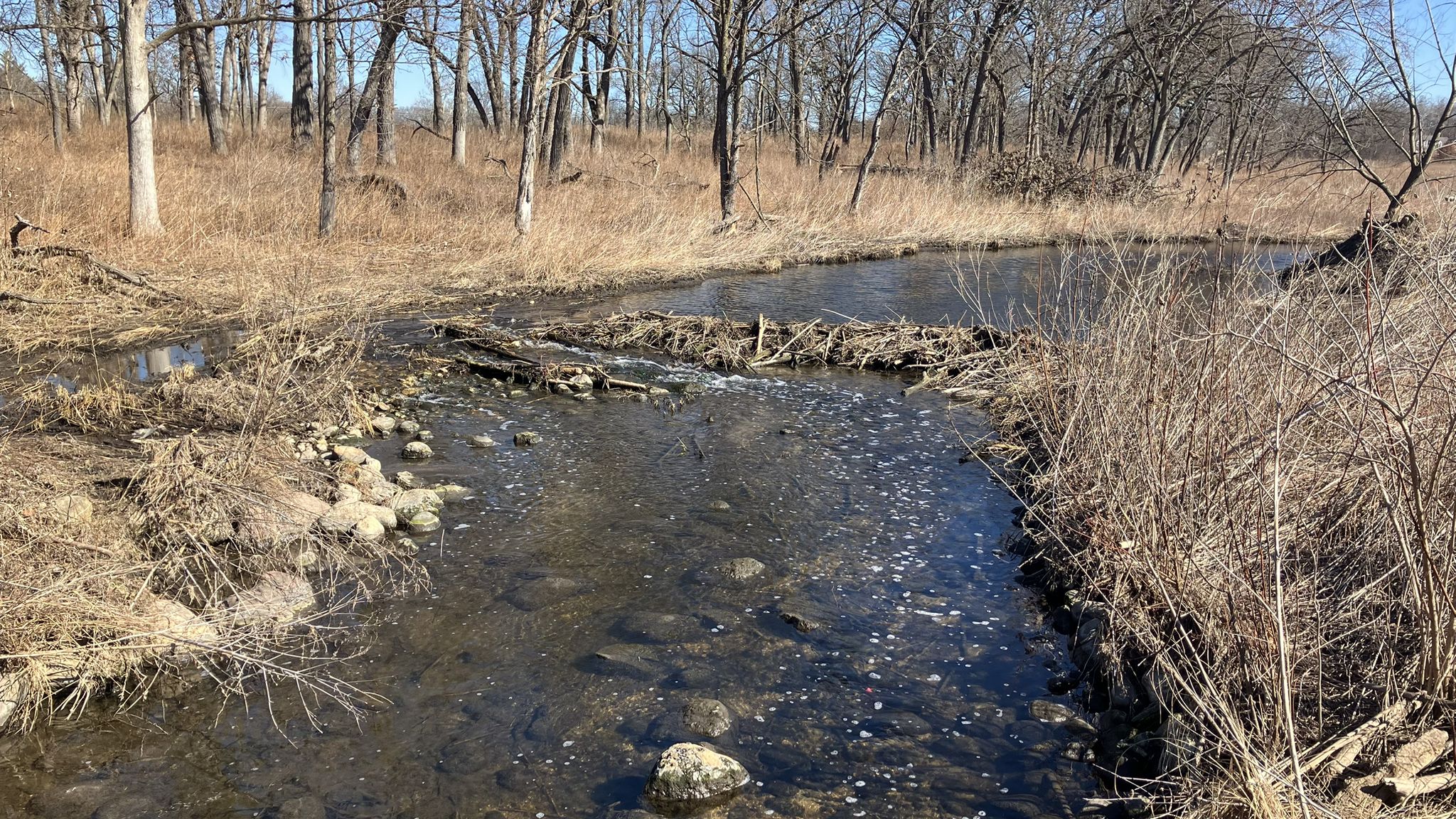 A narrow stream with a beaver dam flows through dry grass and bare trees. - St. James Farm Loop Trail