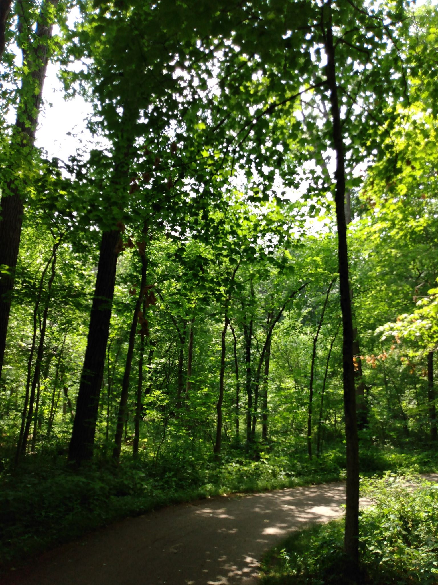 Winding path through a dense green forest with dappled sunlight. - Pilcher Park loop via Pilcher Interpretive Trail