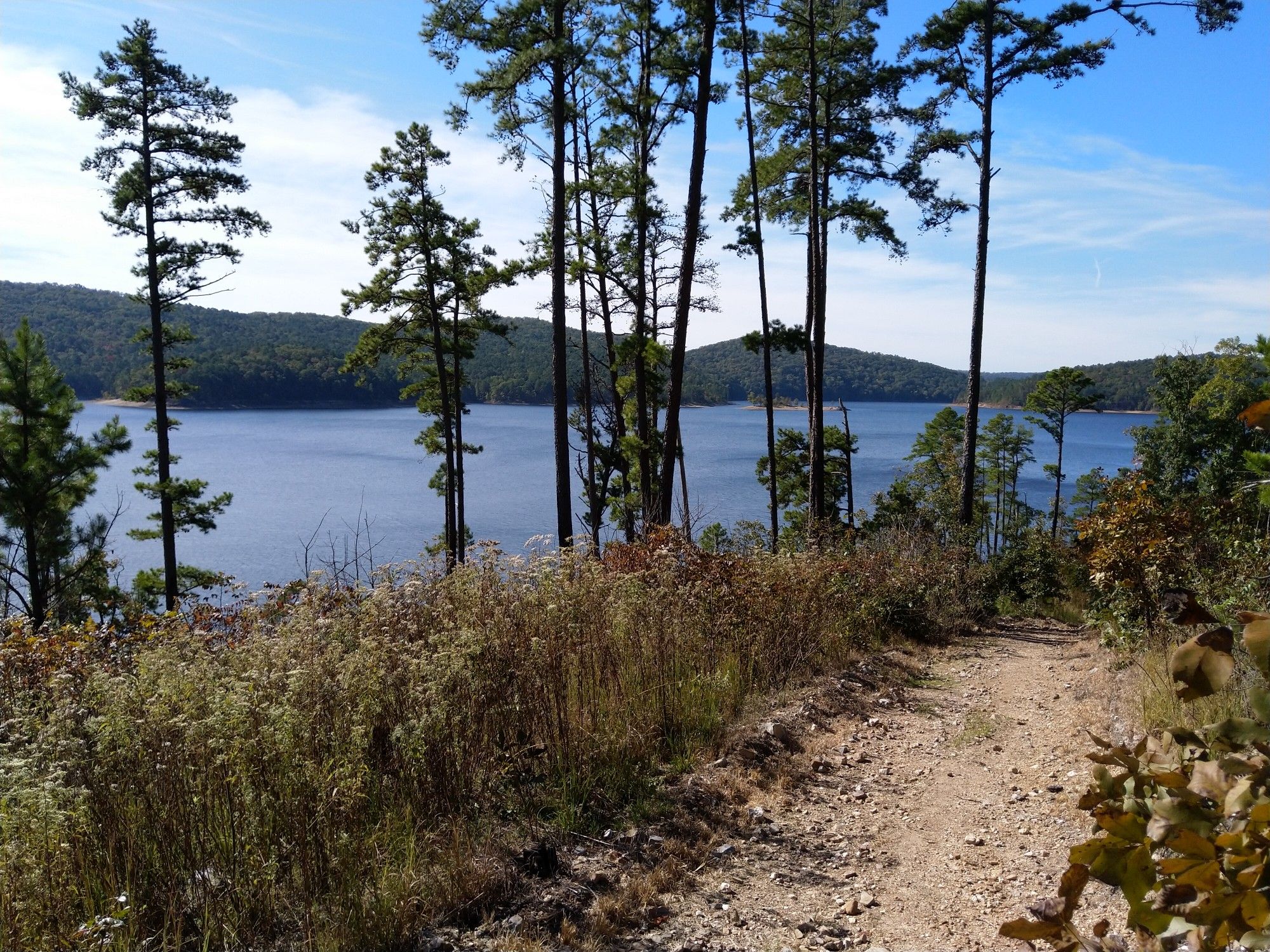 Dirt path through tall pines overlooking a calm lake on a sunny day. - Caddo Bend Trail
