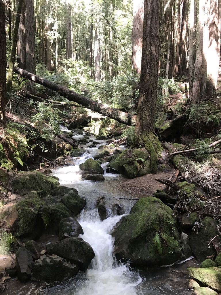 A rocky stream flows through a sun-dappled forest with tall trees. - North Leaf Trail – Skeggs Point loop from Purisima Creek Redwoods Open Space Preserve
