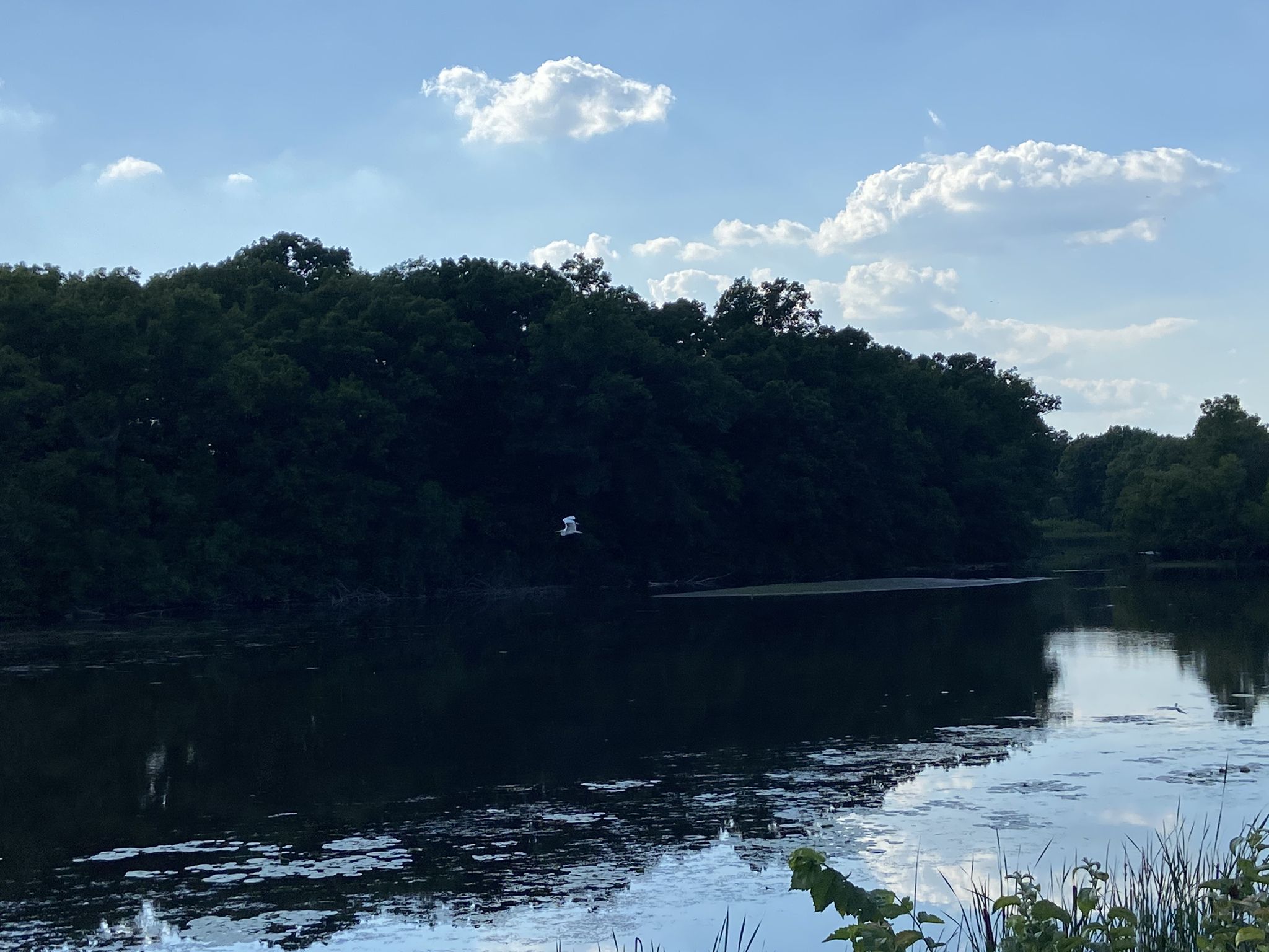 A white bird flies over a calm lake bordered by dark green trees. - Newburgh Pointe – Wilcox Lake loop from Dearborn