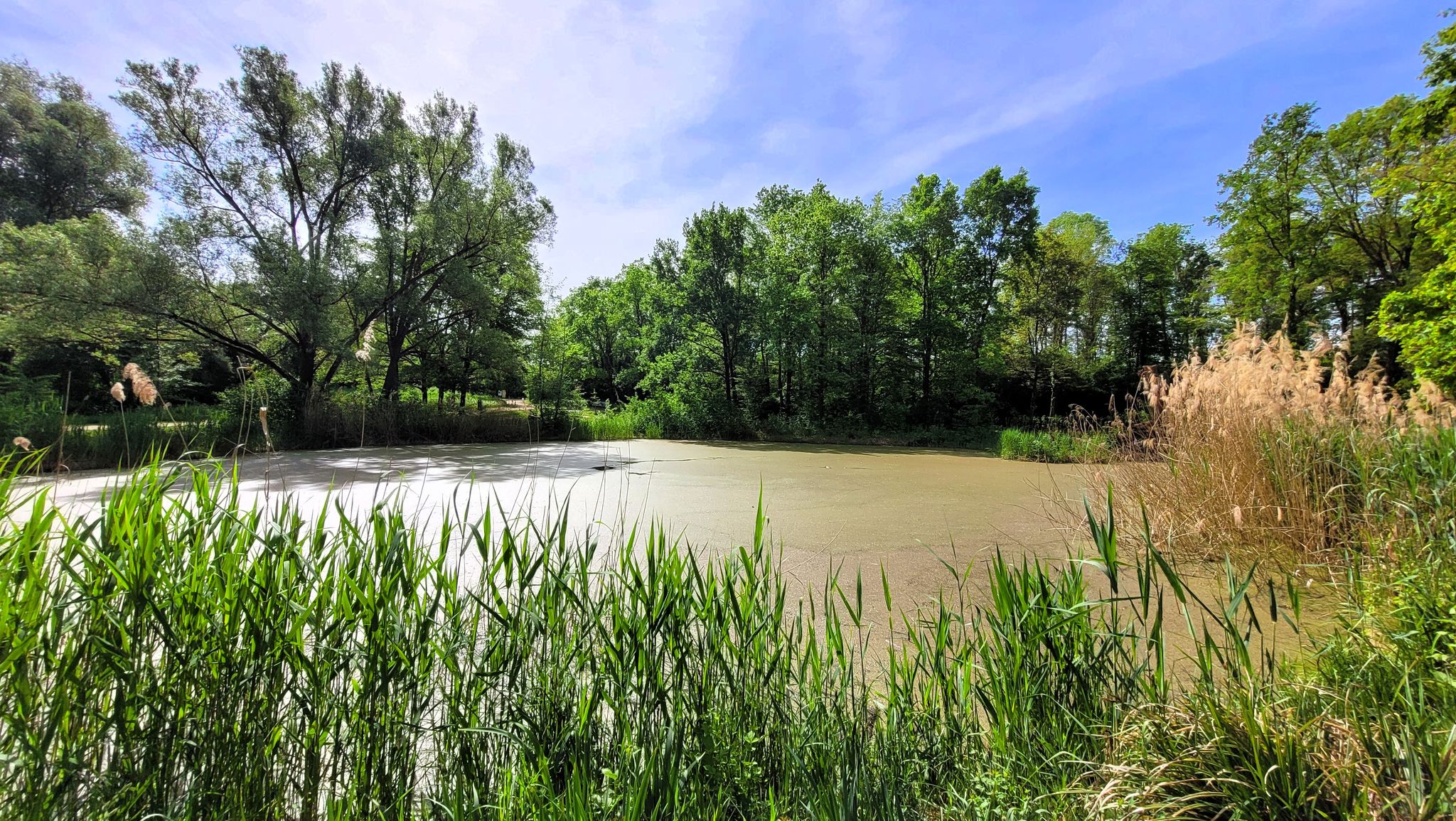 See im Waldpark