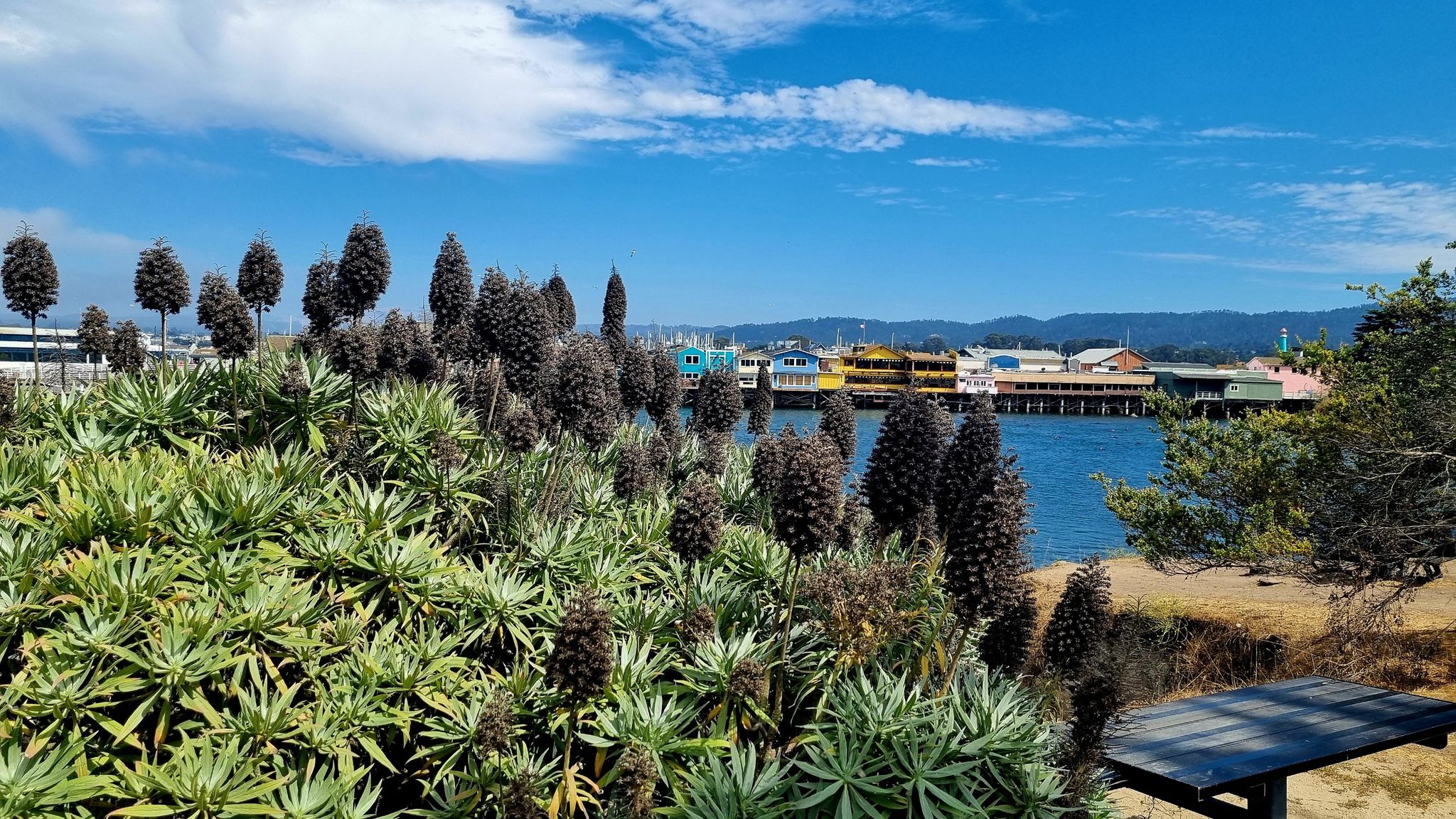 Spiky green plants in foreground, blue water, and a distant colorful harbor. - Monterey State Beach – Fishermans Wharf loop from Del Monte