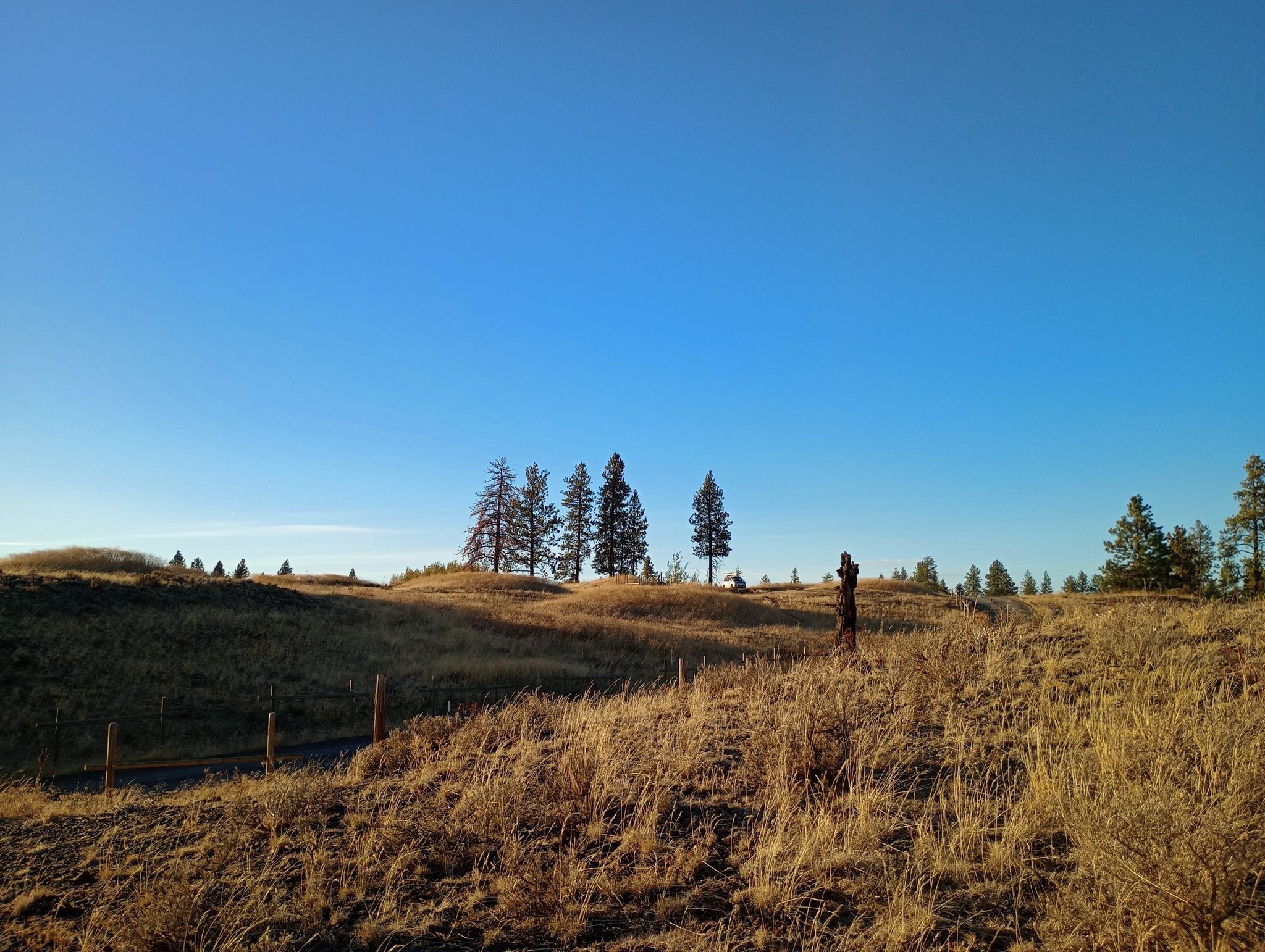 Person on a dry grassy hill with pine trees under a clear blue sky. - Hog Canyon Lake loop from Fishtrap