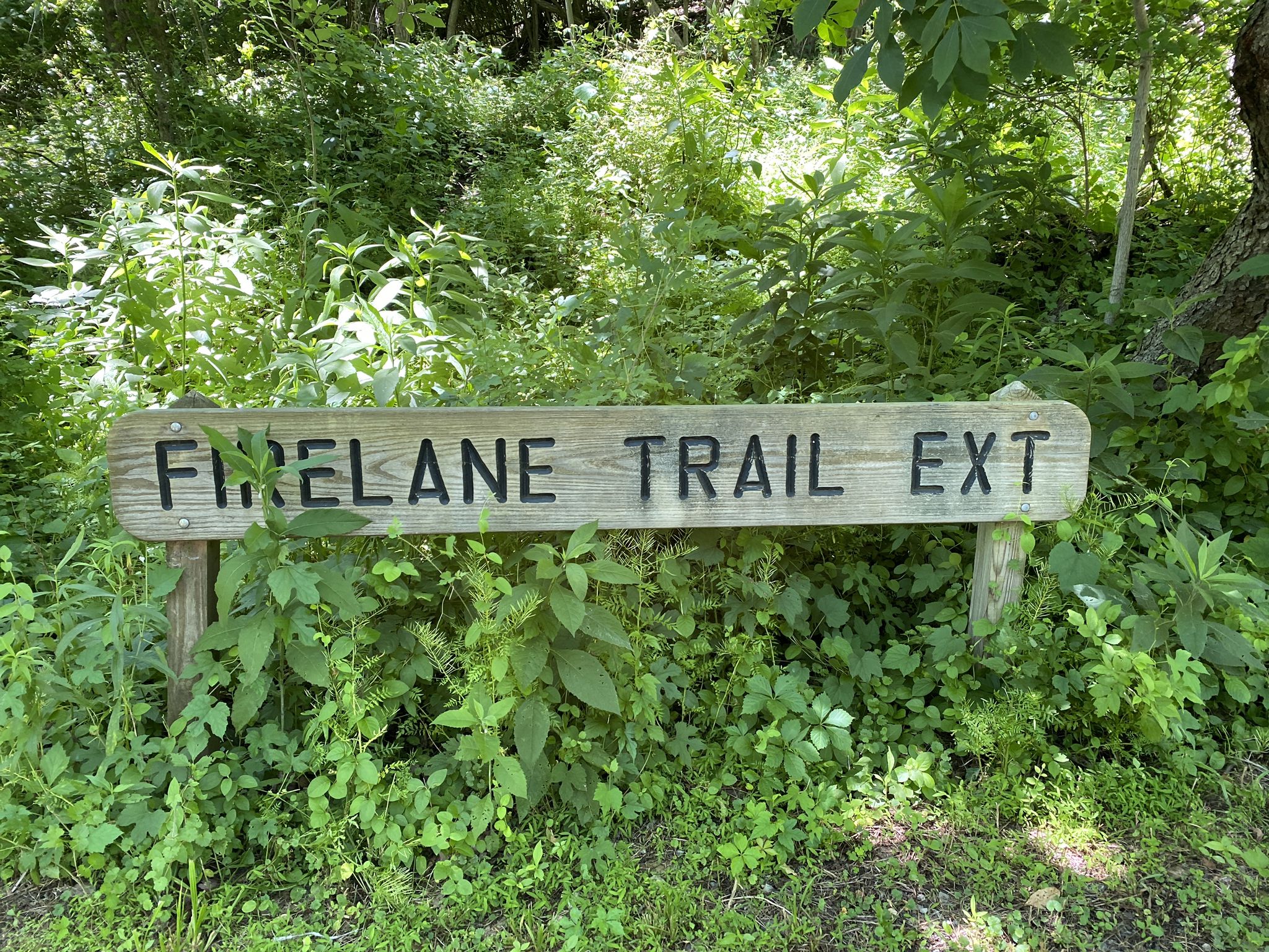 A weathered wooden sign stands in dense green undergrowth near trees. - South Clayton Trail loop from Wilkinsburg
