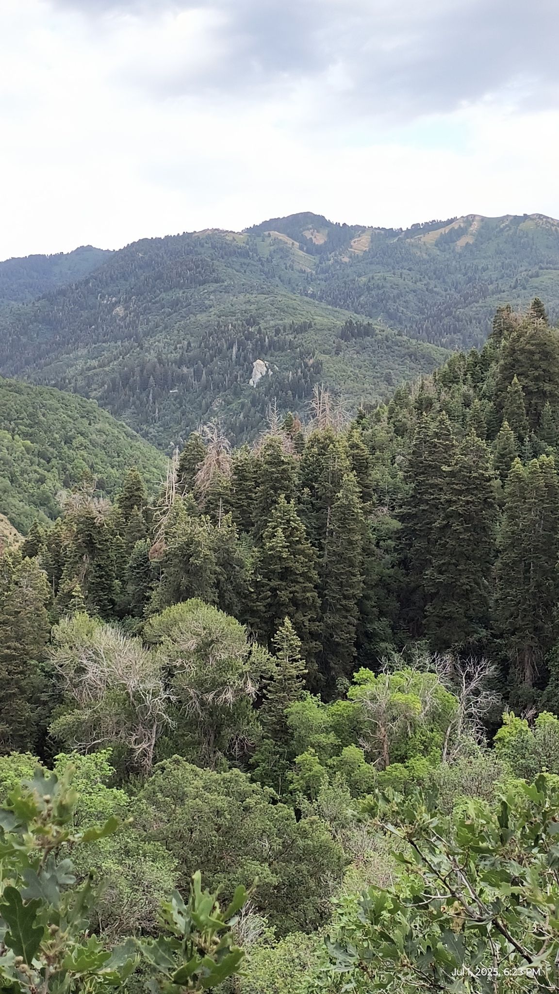 Dense green forest covering steep mountains under an overcast sky. - Mueller Park Trail to Elephant Rock