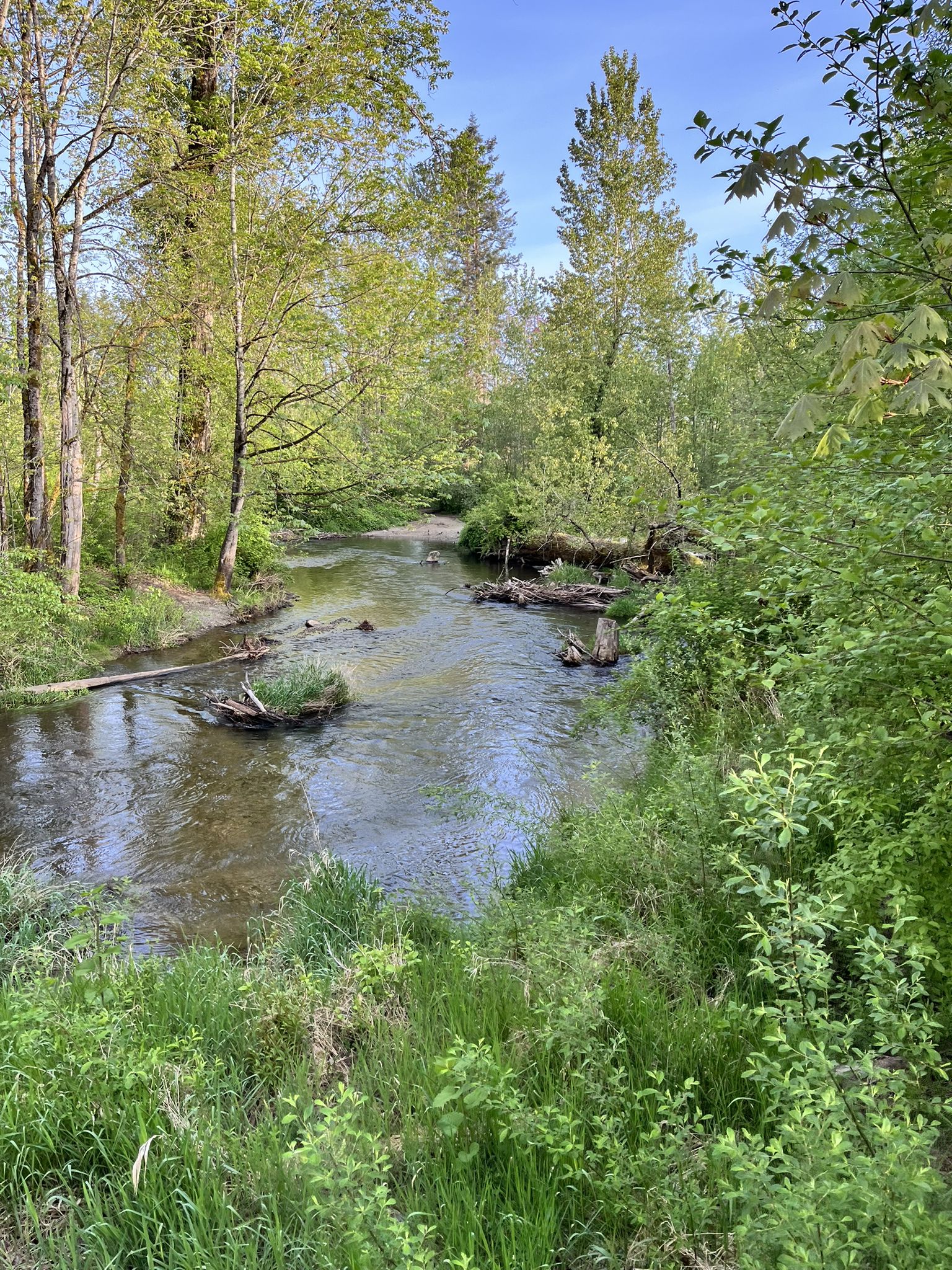 Sunny forest stream with green trees and overgrown banks, fallen logs visible. - Confluence Park Trail