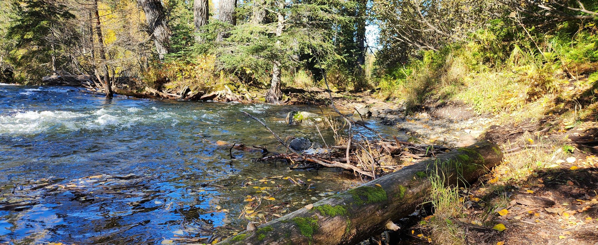 Sunny river with a fallen log on the bank, surrounded by autumn trees. - Near Point Trail