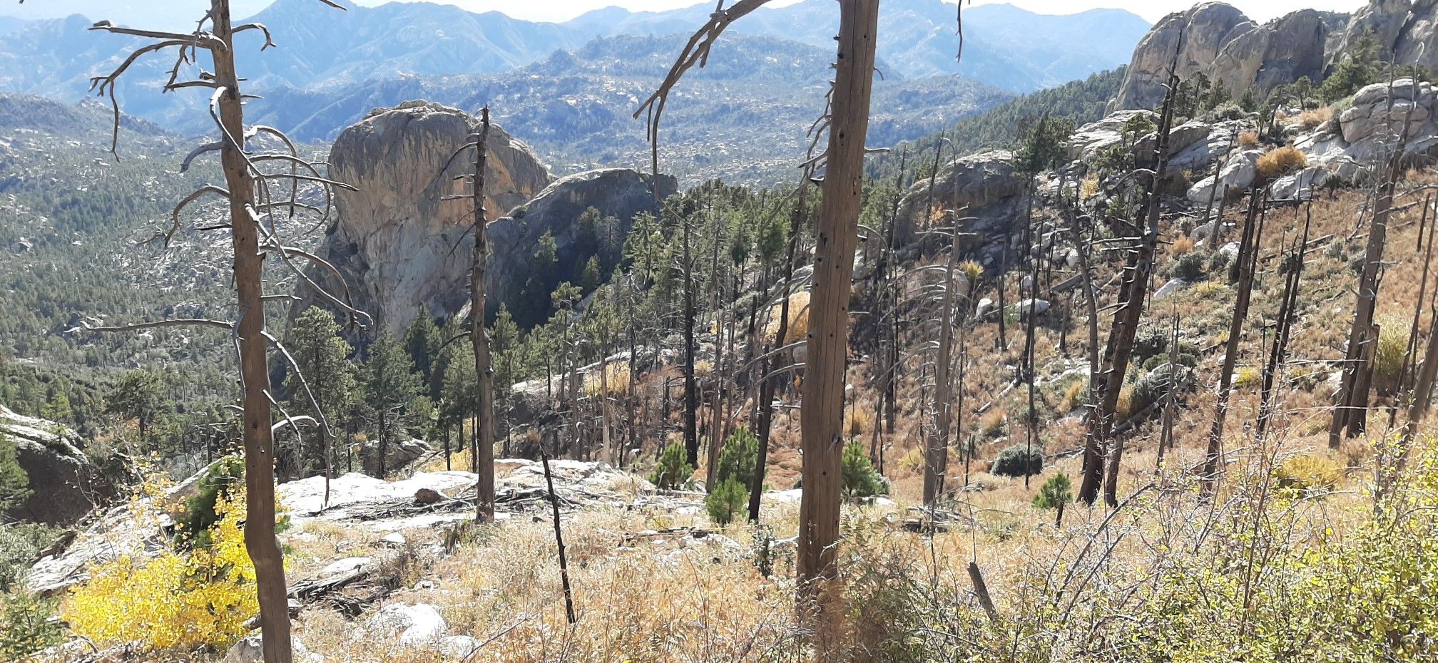 Sunny mountain landscape with rocky outcrops, sparse trees, and distant peaks. - Meadow and Mount Lemmon Loop