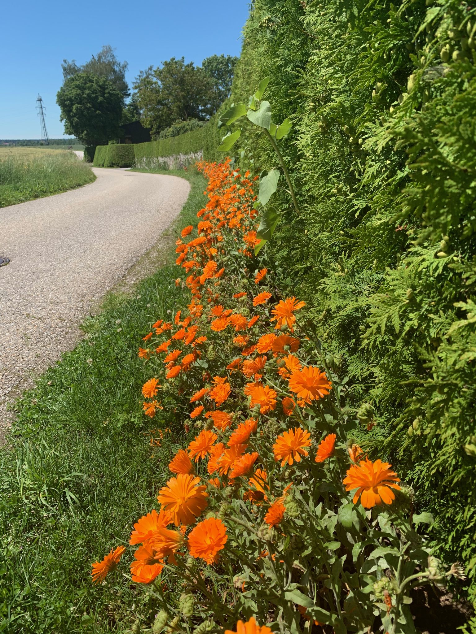 Calendula am Wegesrand erfreuen die Radfahrer