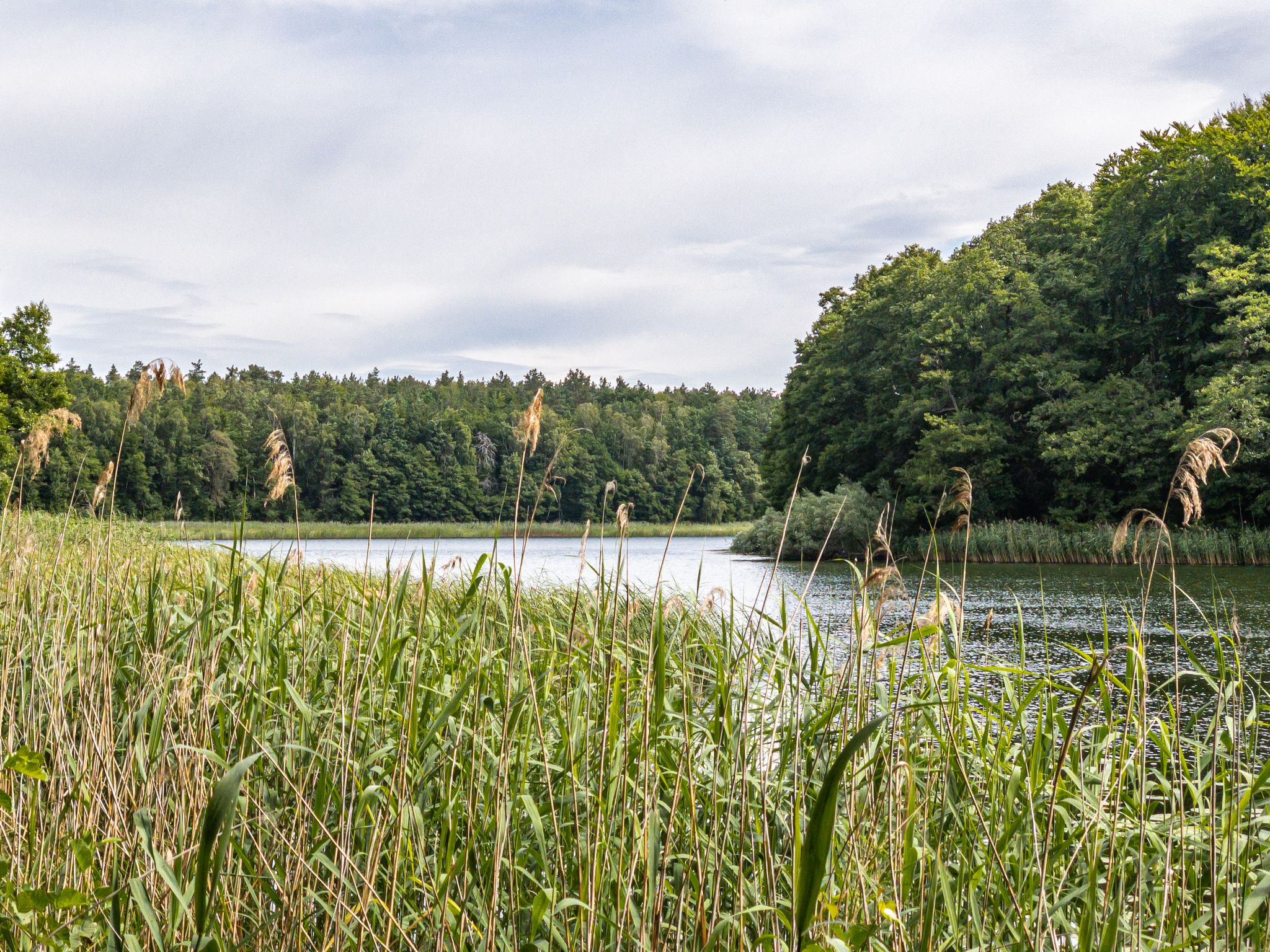 Großdöllner See - Nordufer