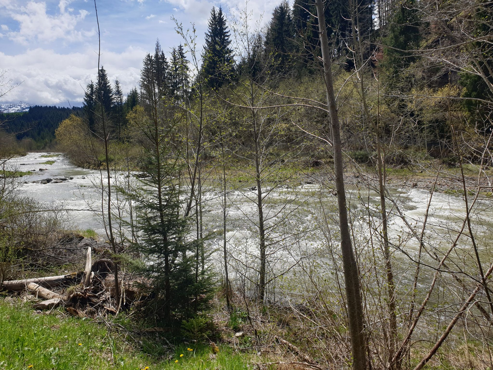 lmmer noch der Halblech