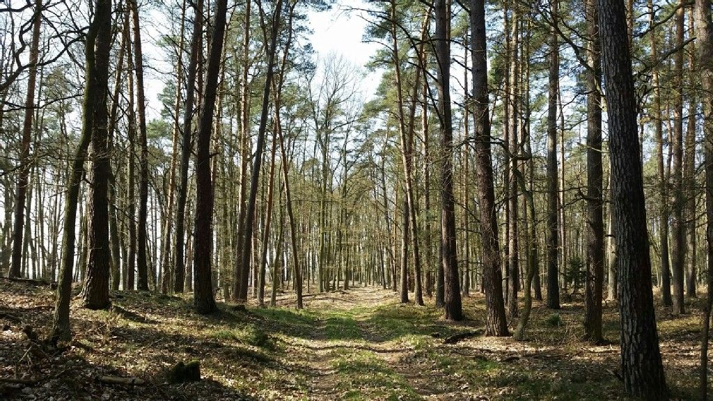 nach all den Straßenkilometern endlich wieder Wald 