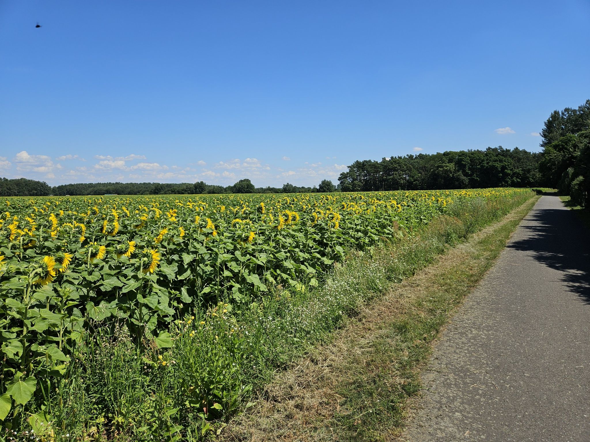 Sonnemblumenfeld