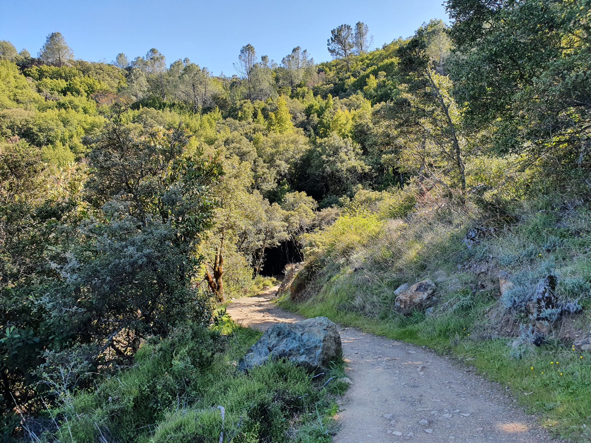 A dirt path winds through a lush green, sunlit forest. - Mount Umunhum Loop