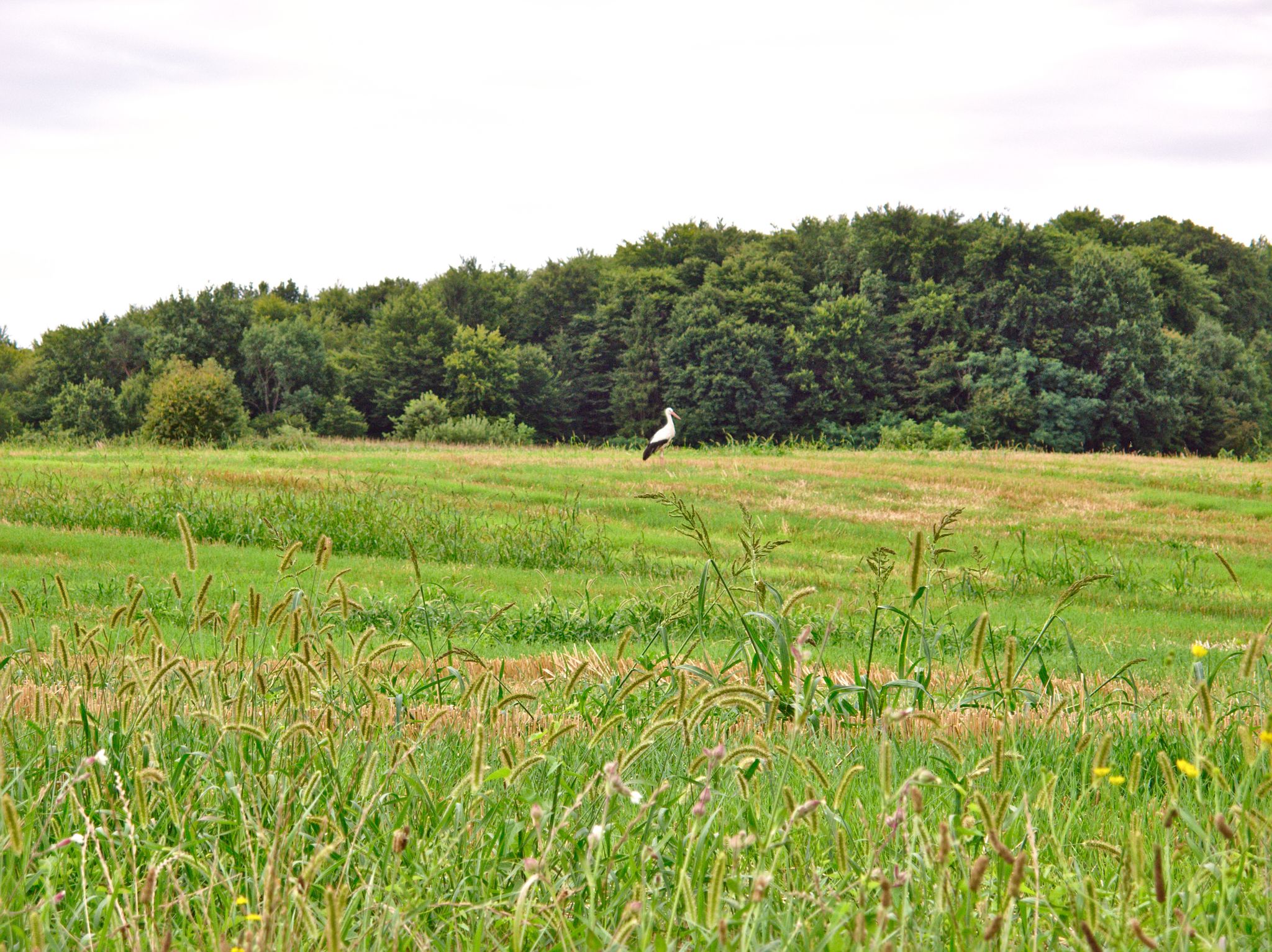 We saw the storks. Pomurje visit can officially end.